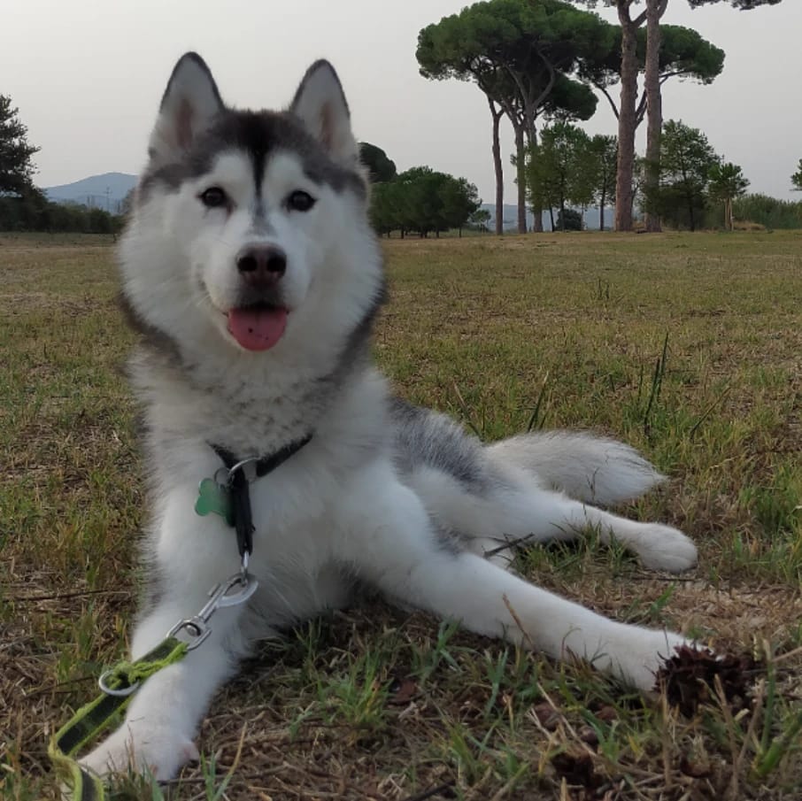 Kora
