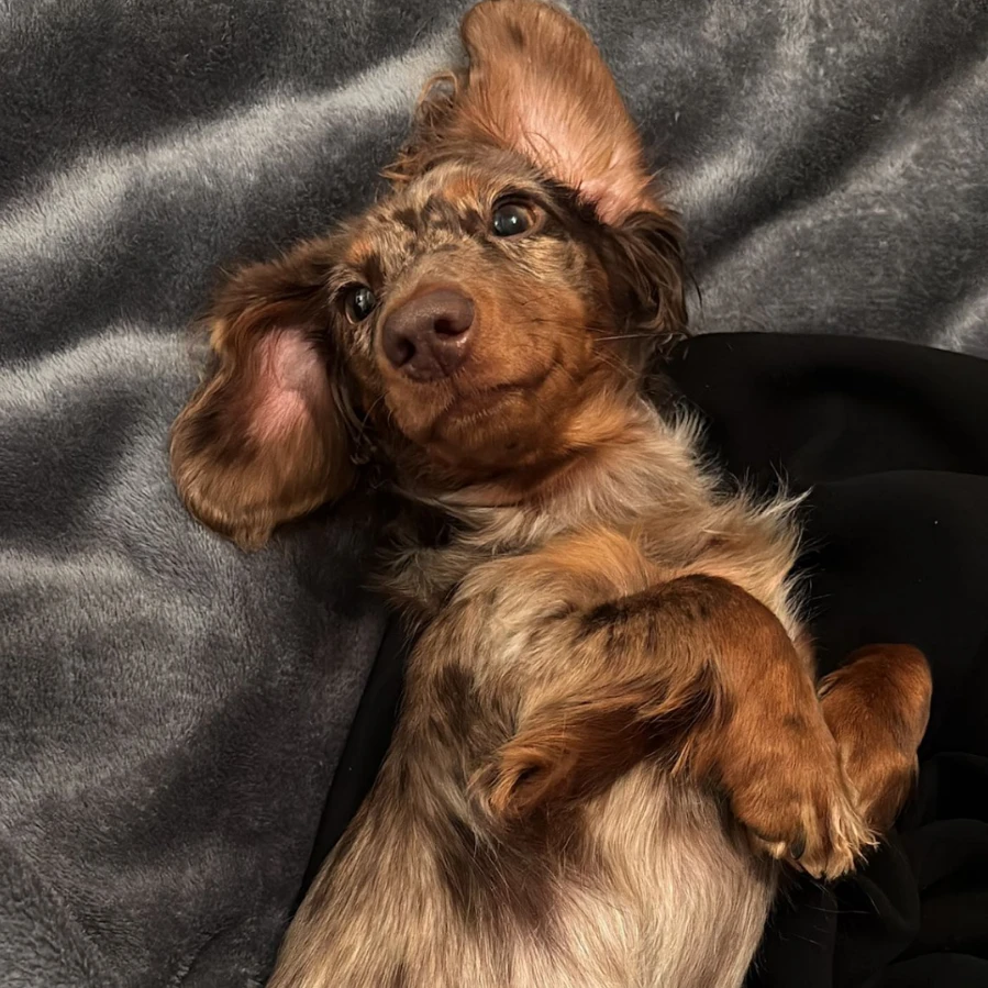 Dori