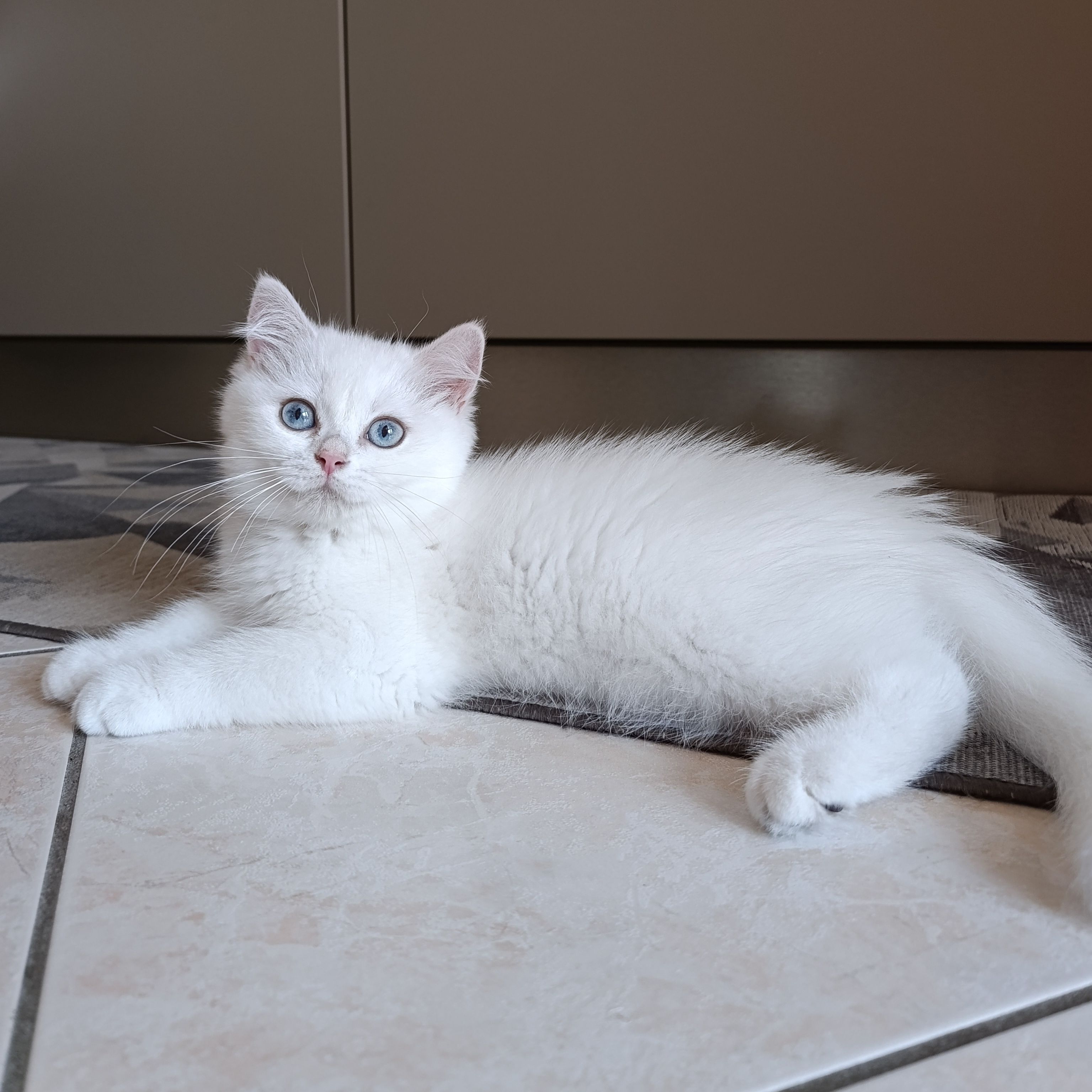 Coco