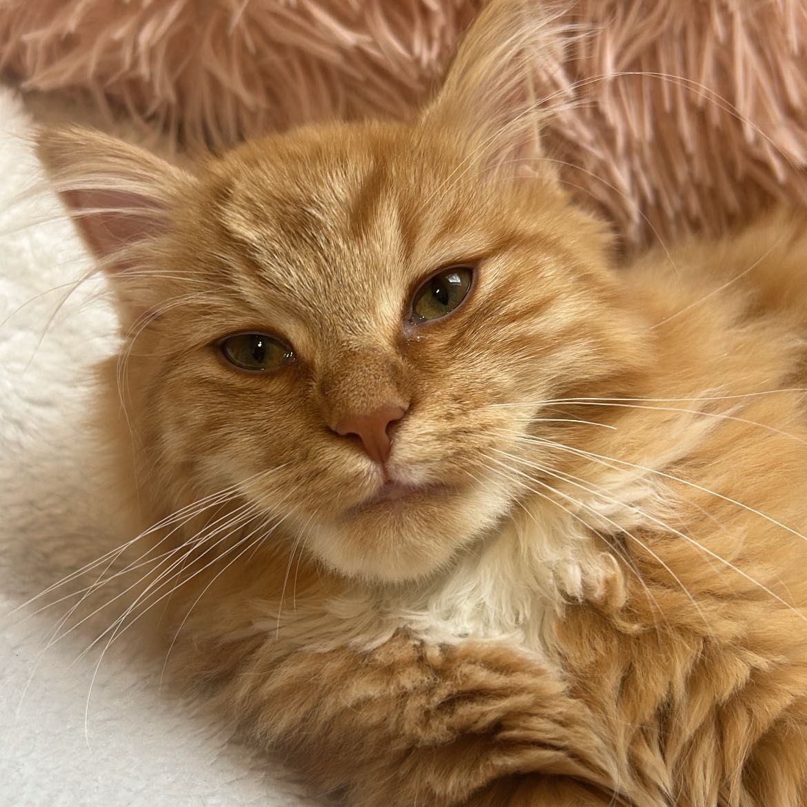 Dobby