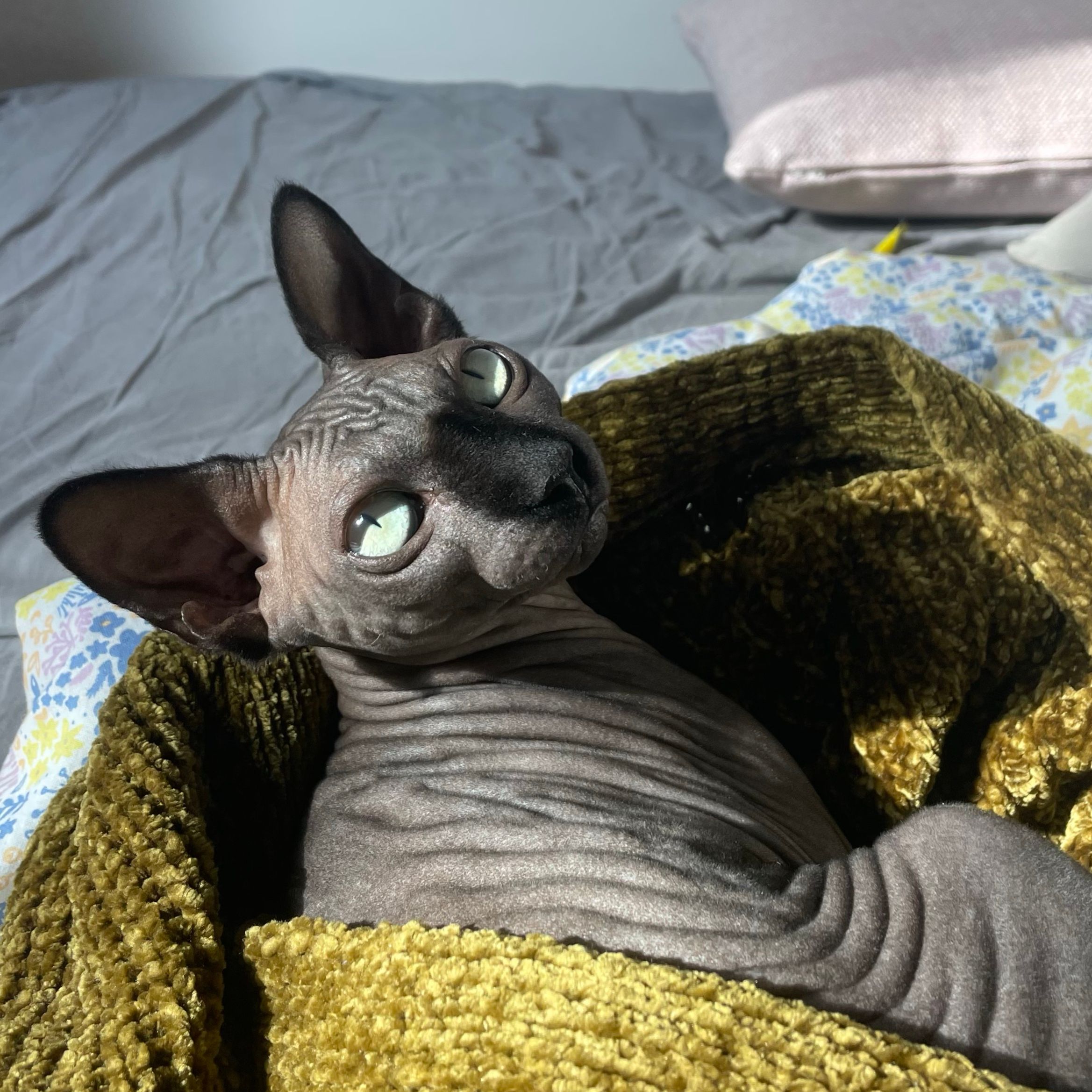 Cybèle