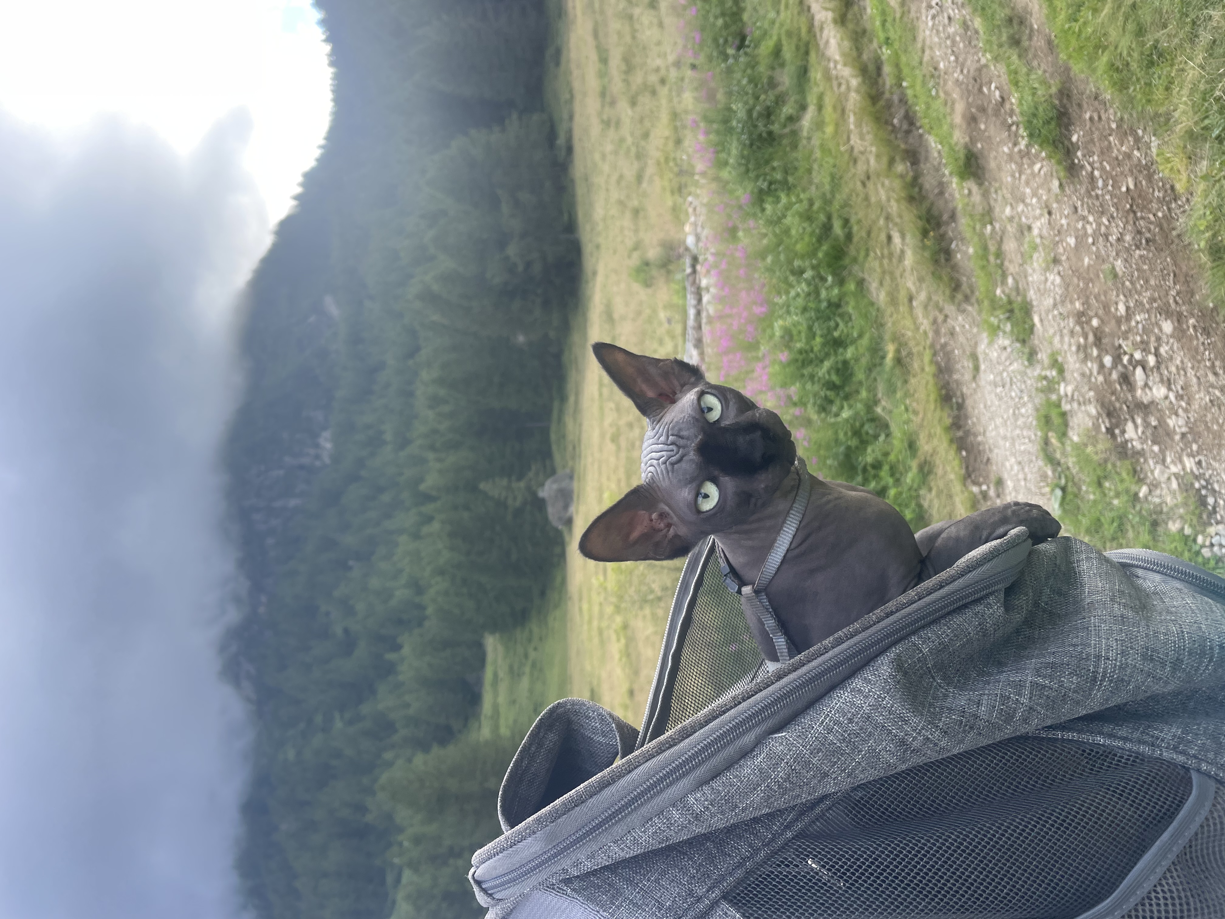 image-6