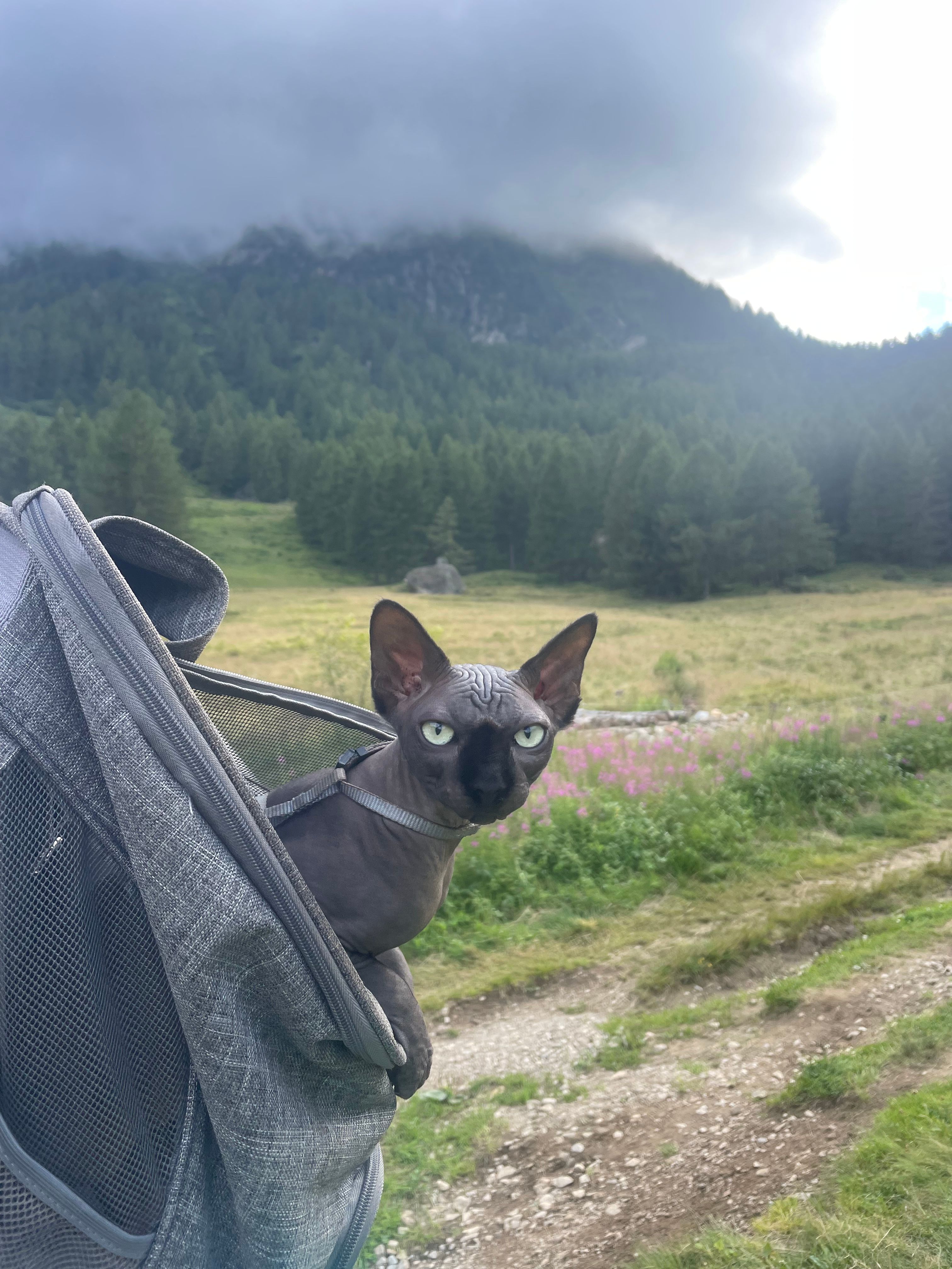 image-6