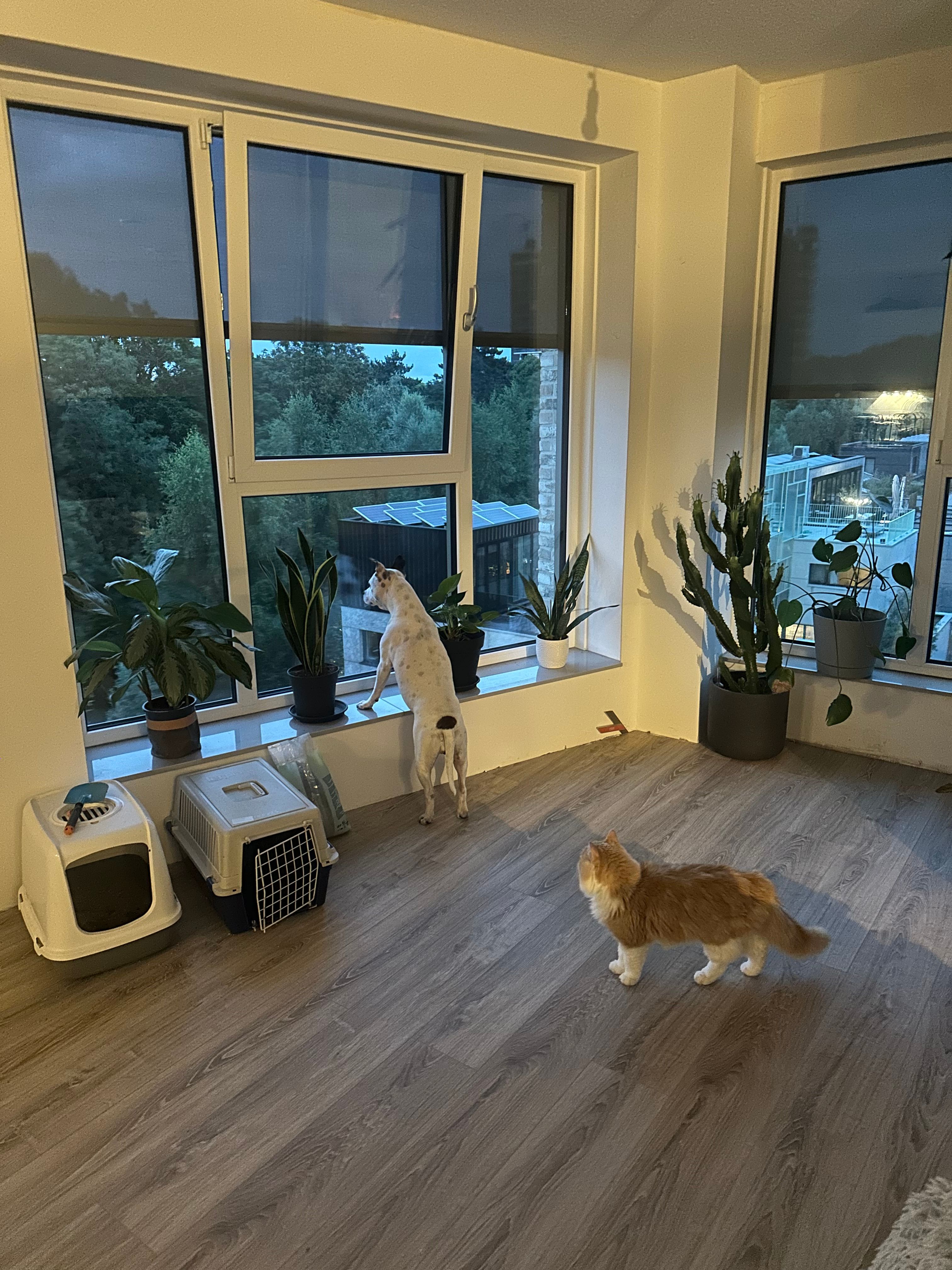 image-11
