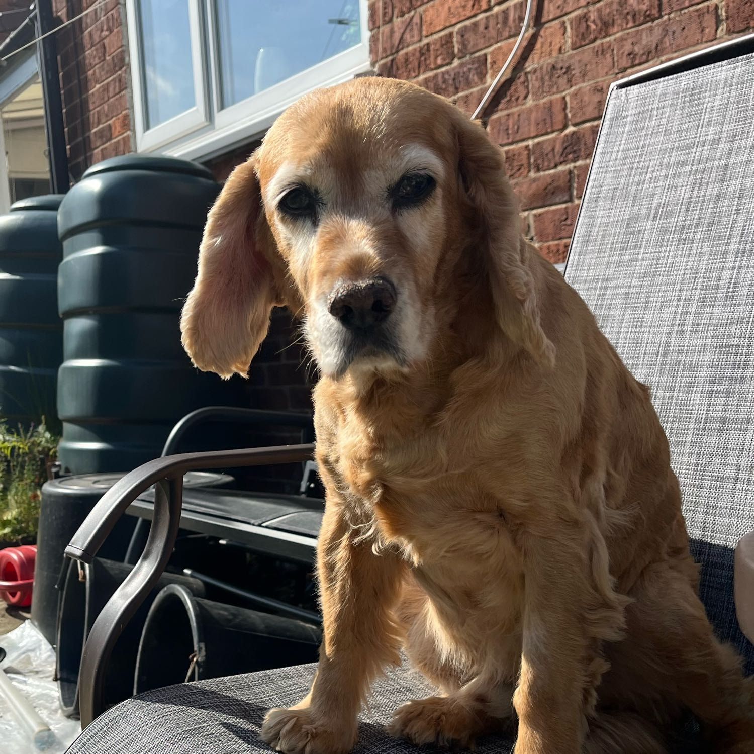 rufus