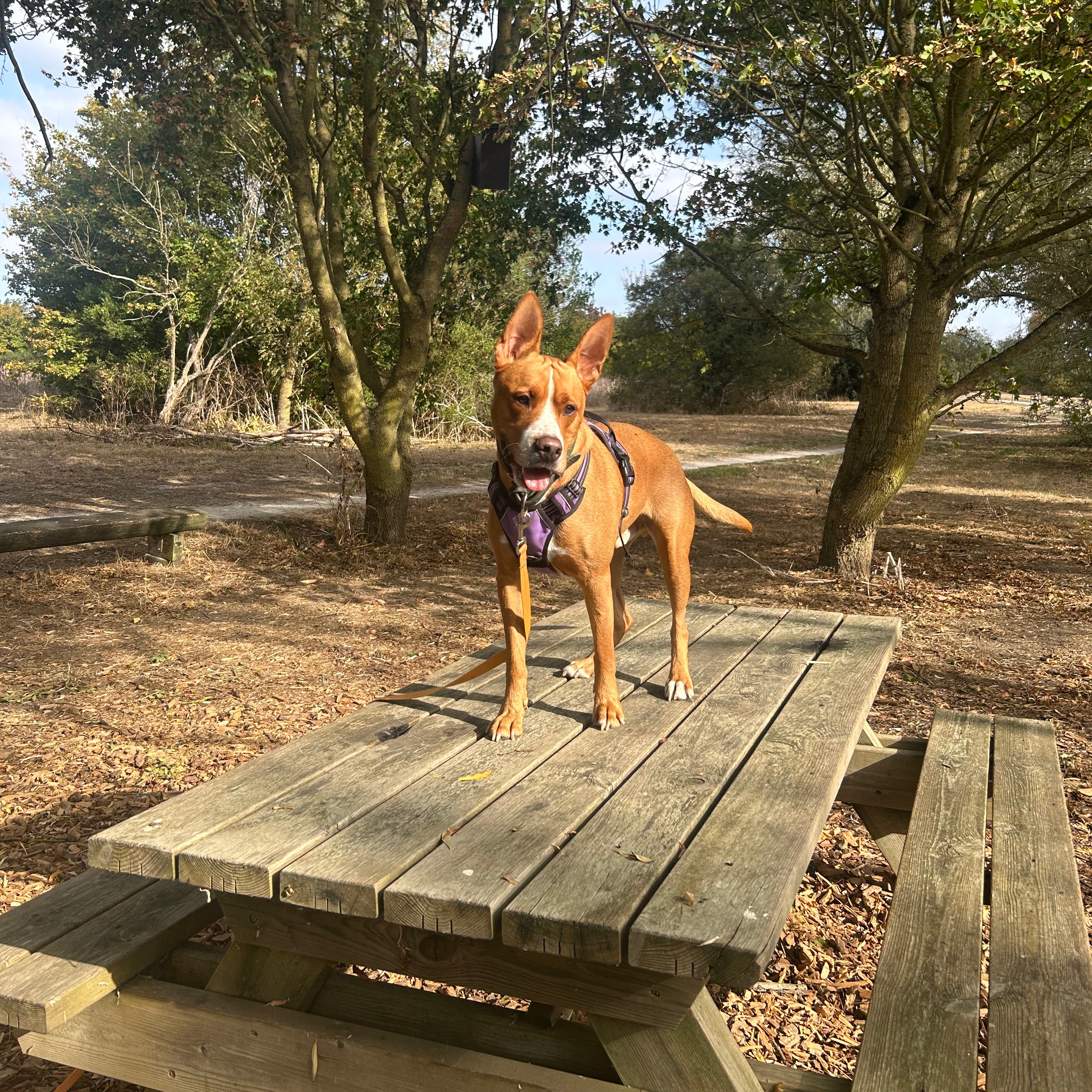 Roxy