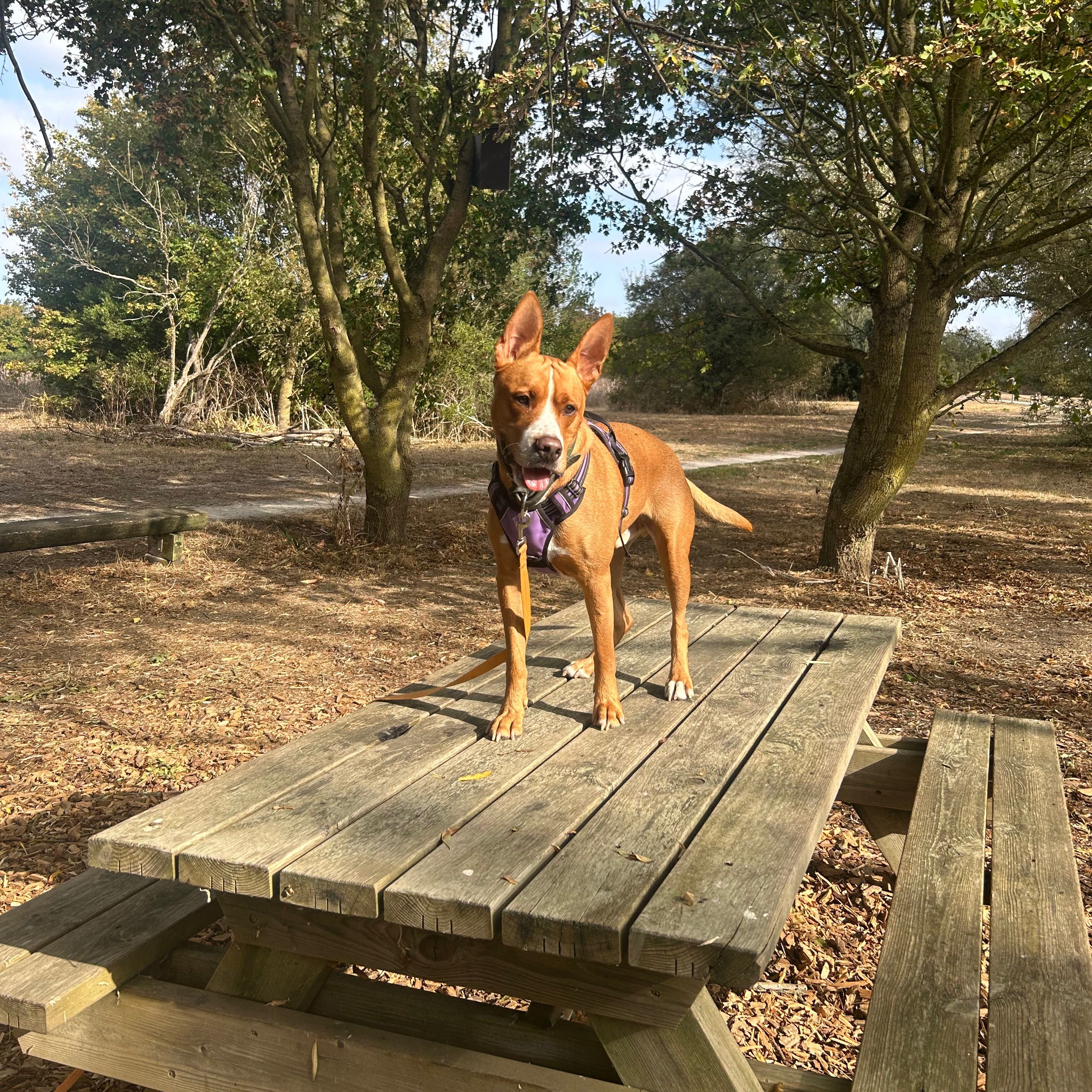 Roxy