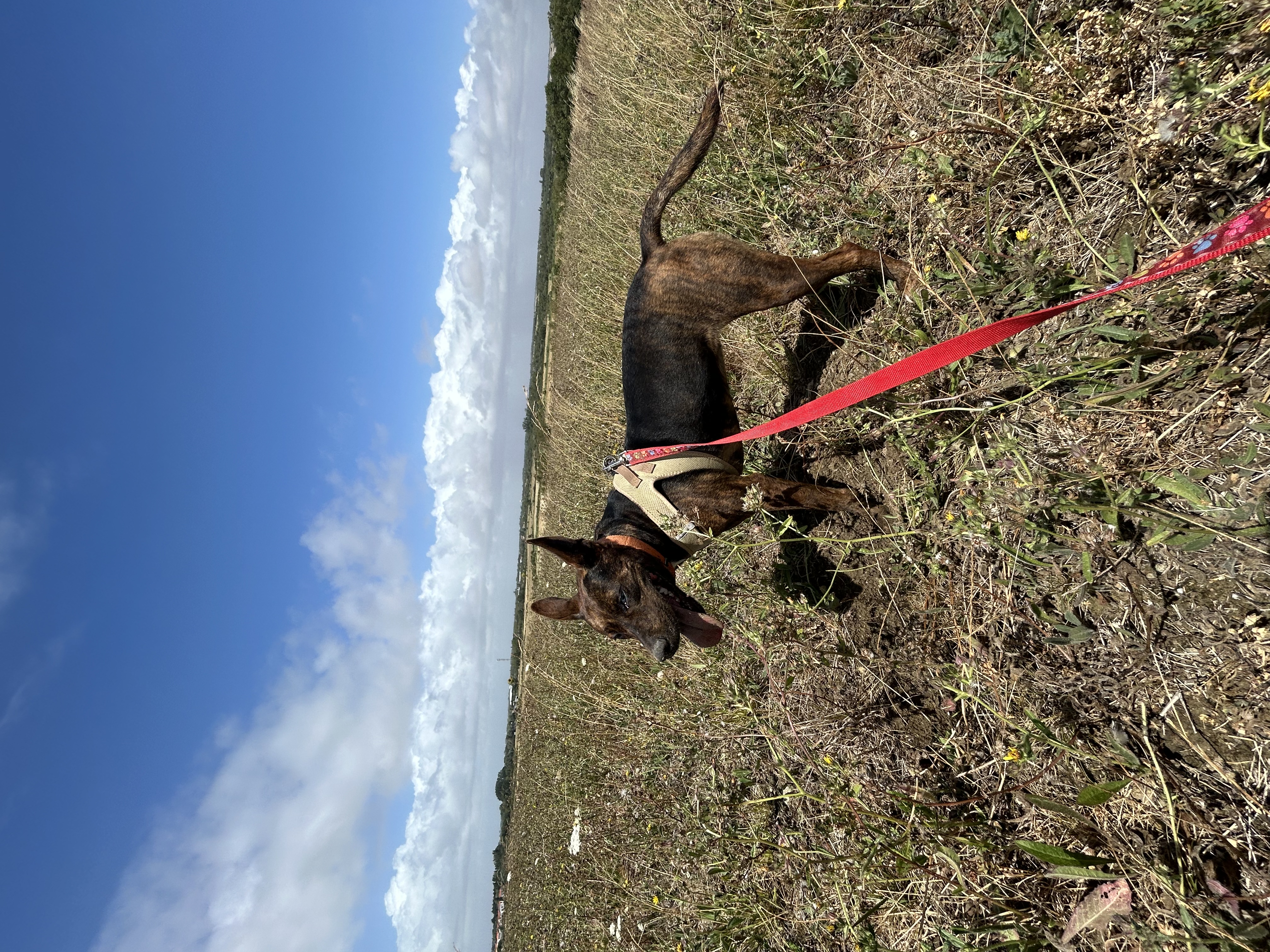image-9