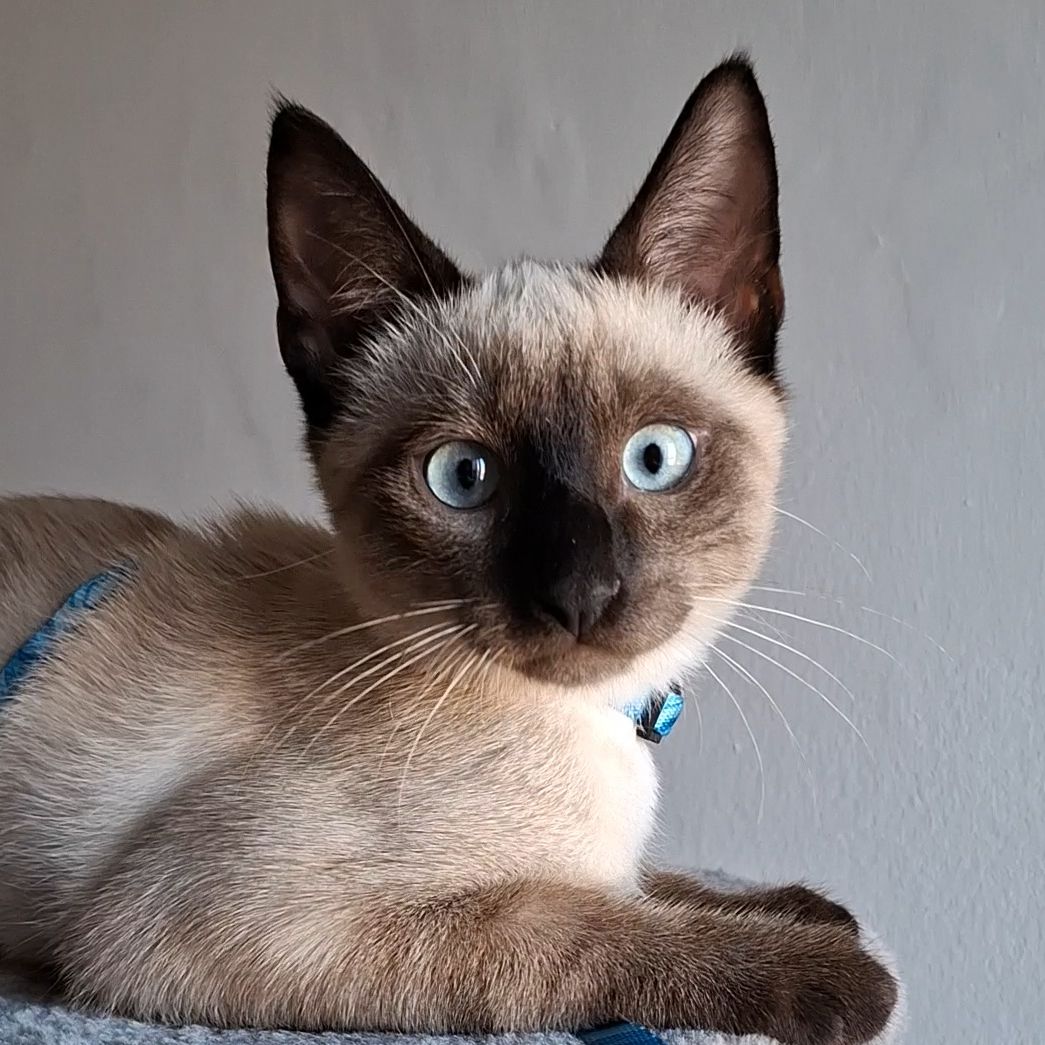 Albert