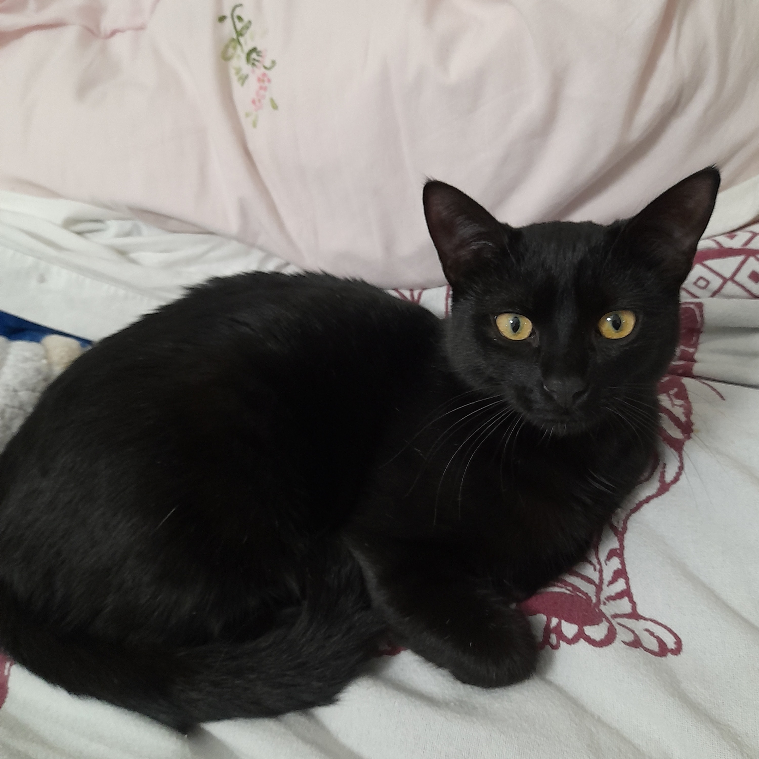 Luna 