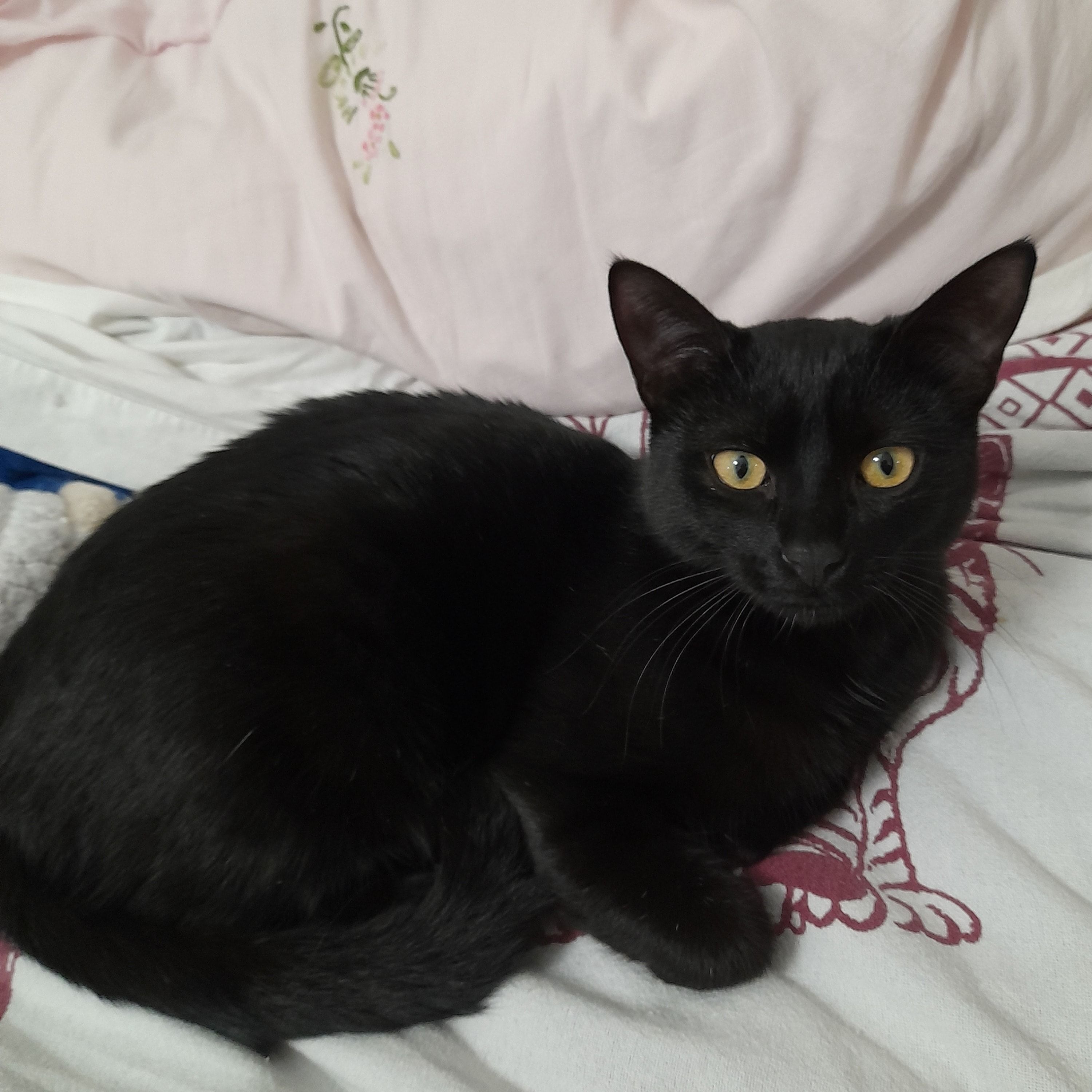 Luna