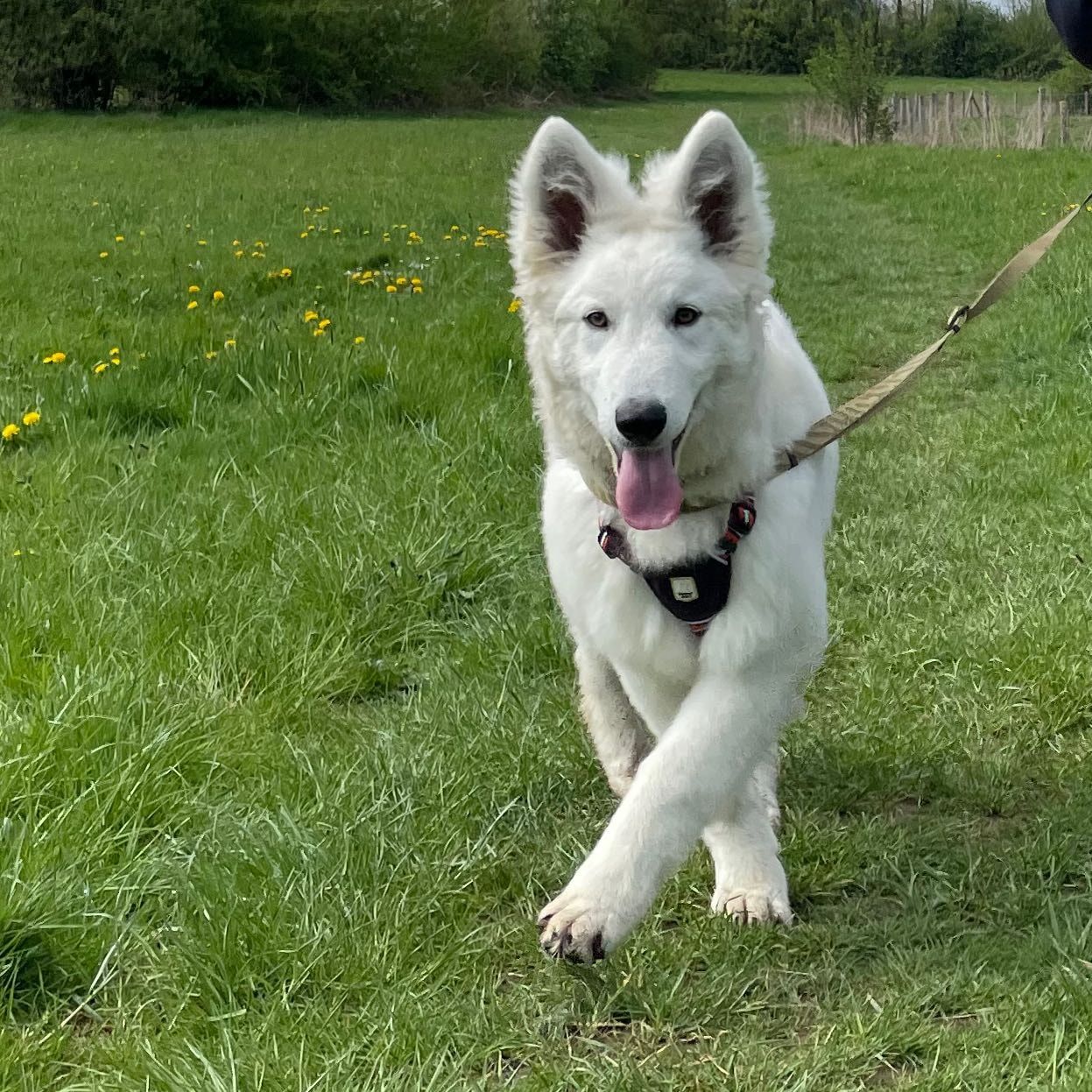 Anja