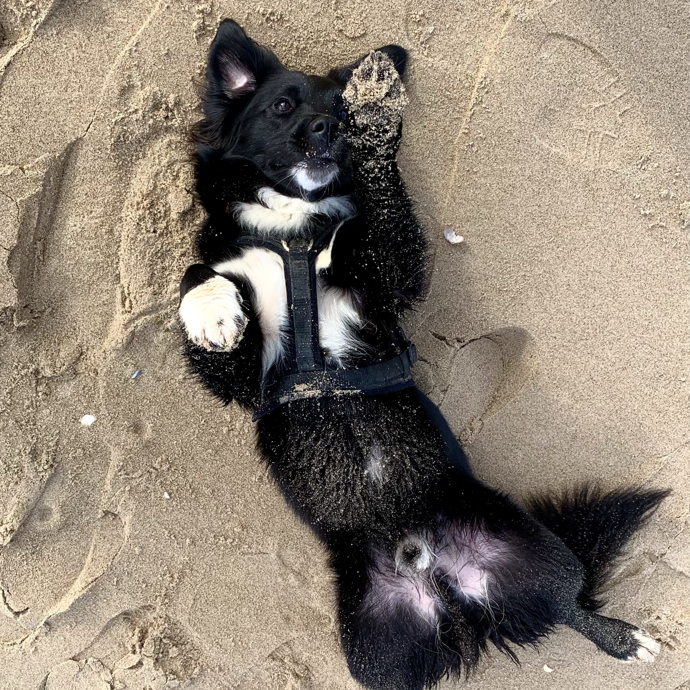 Pablo 