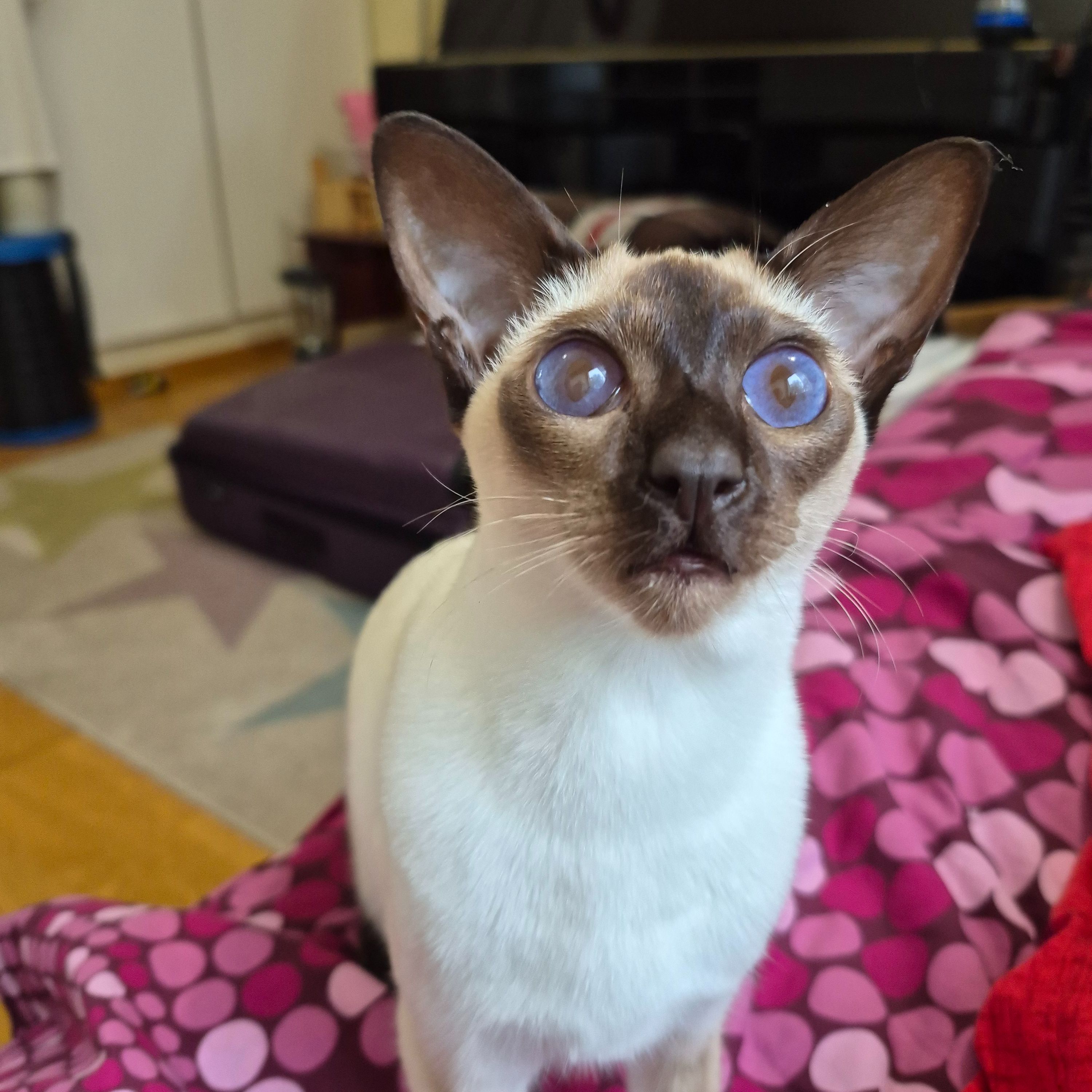 Albert