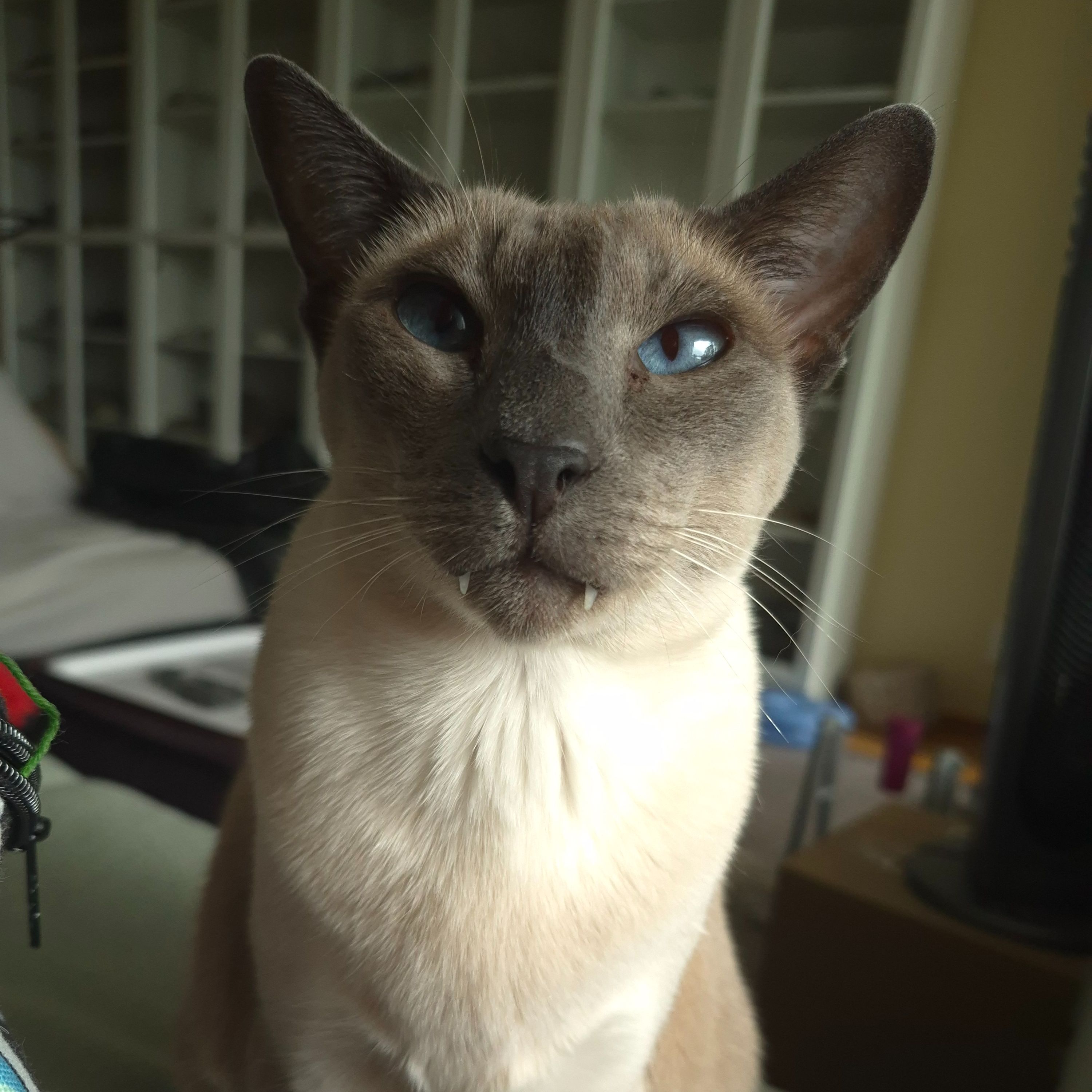 Eris