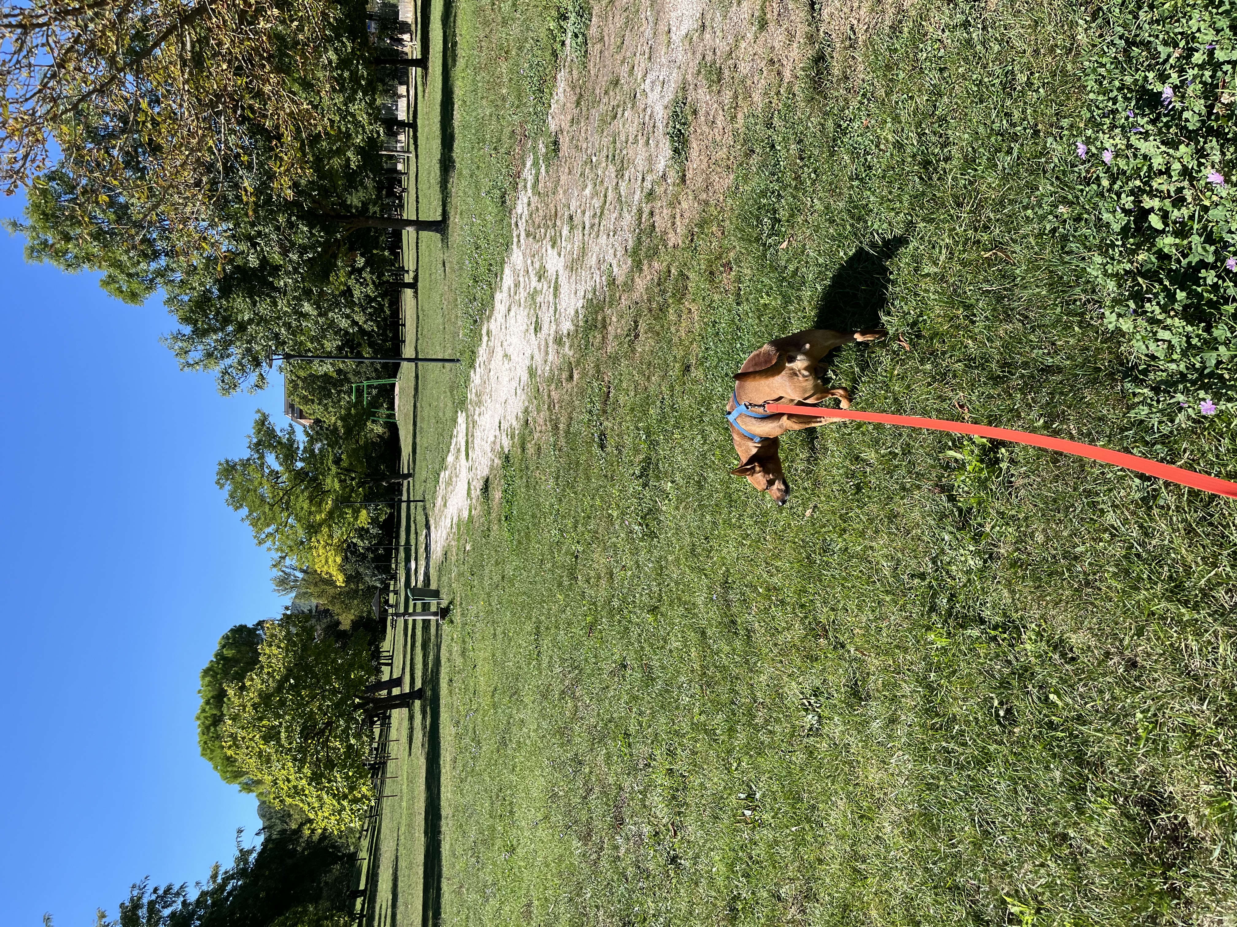 image-5