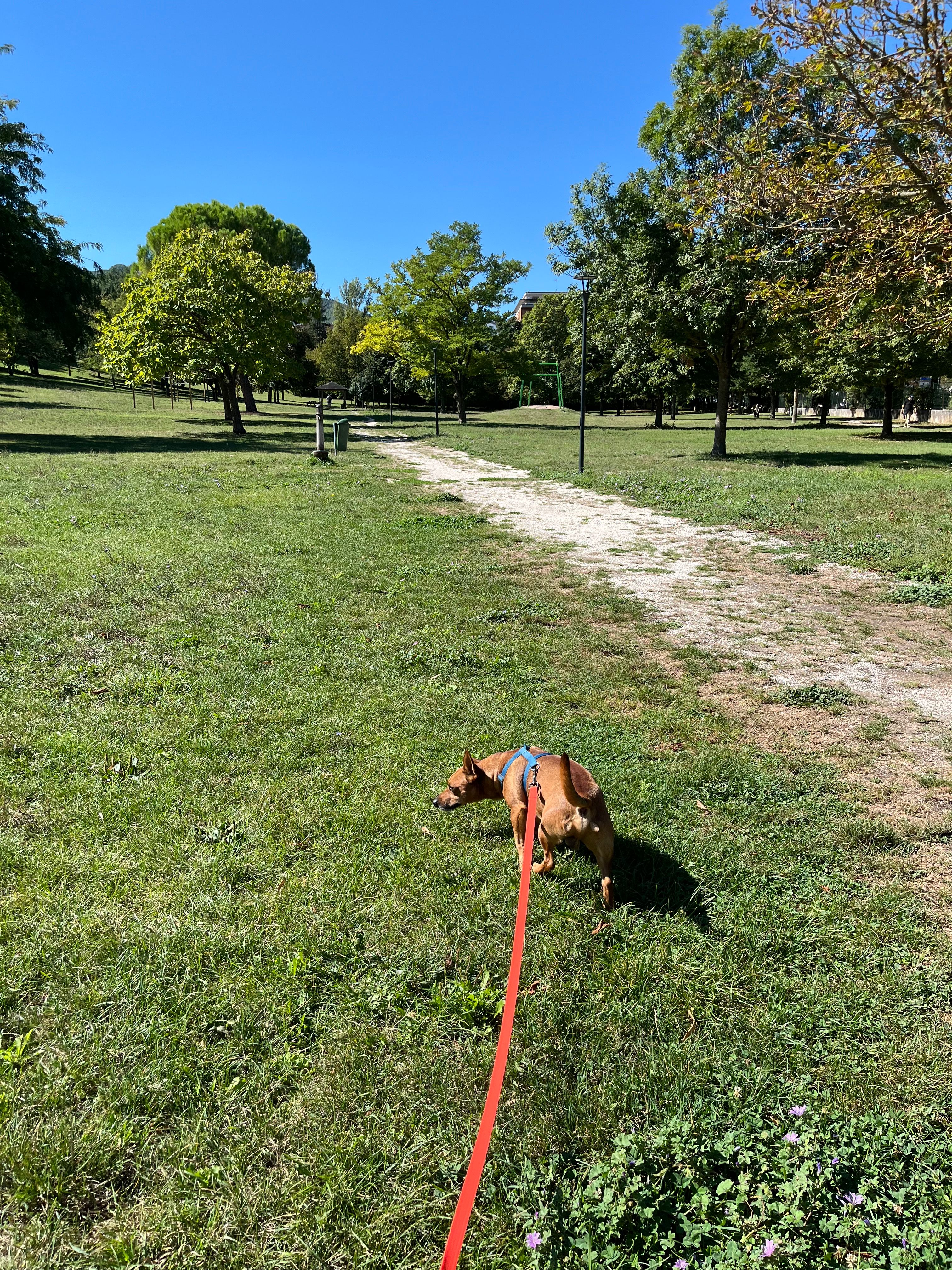 image-5