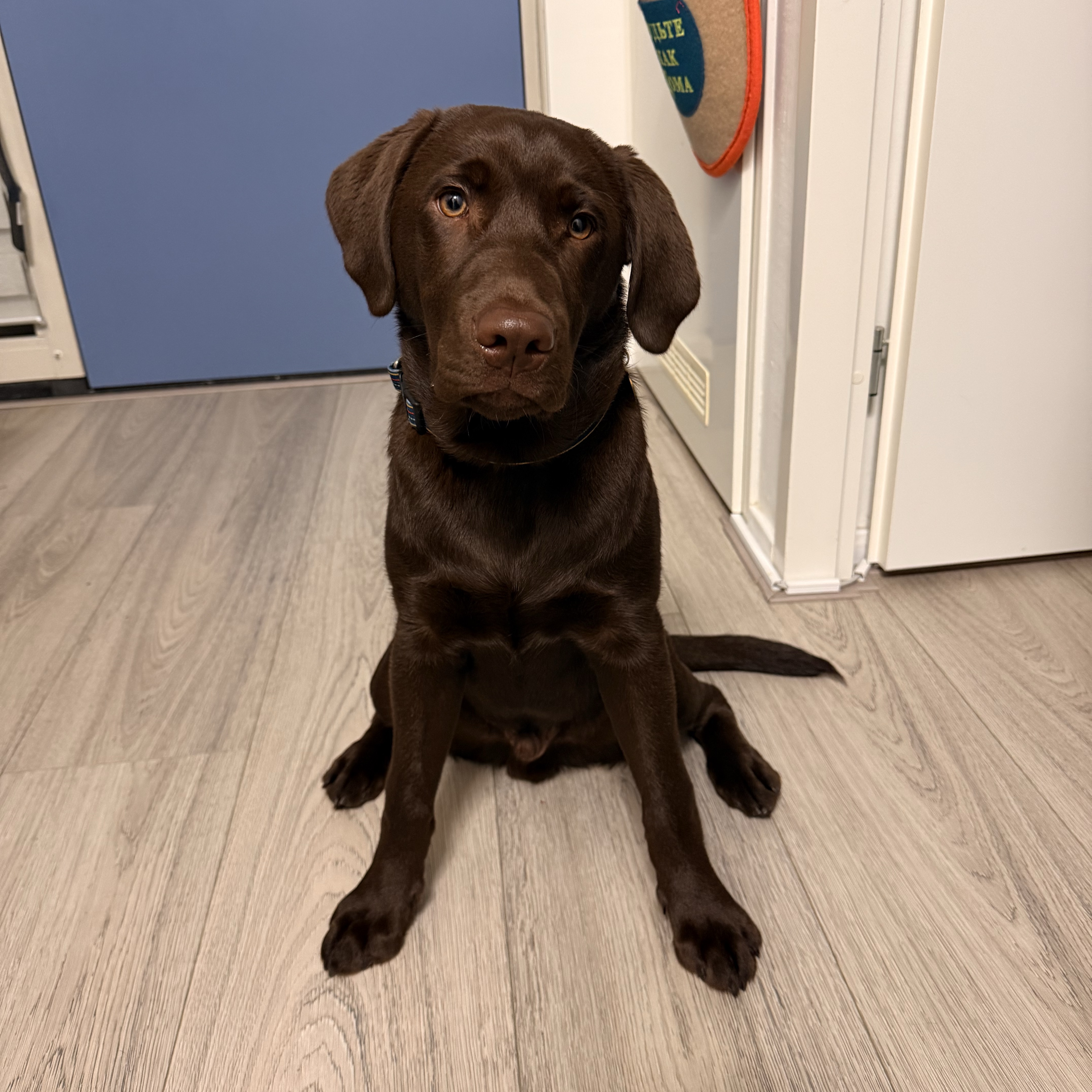 Bruno