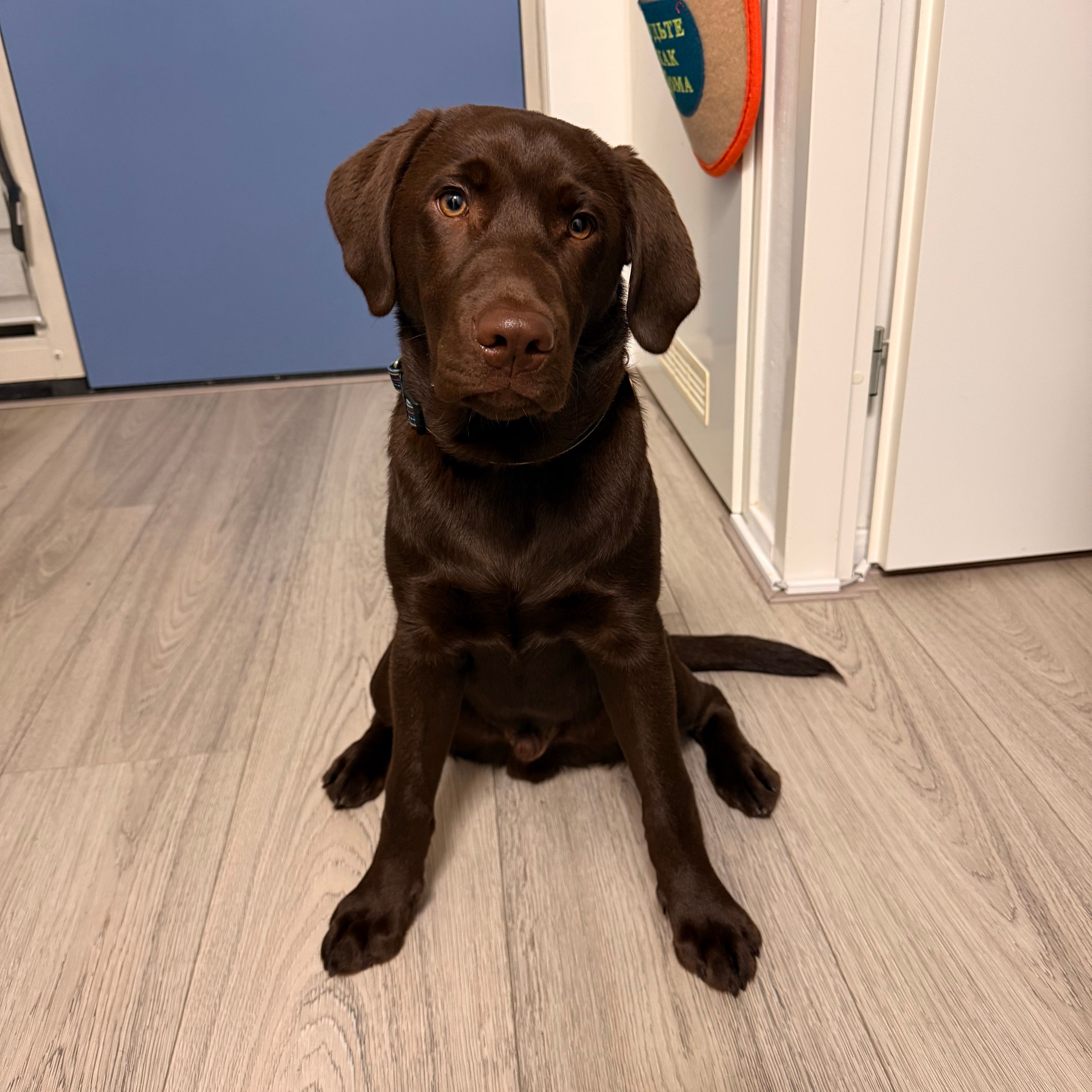 Bruno