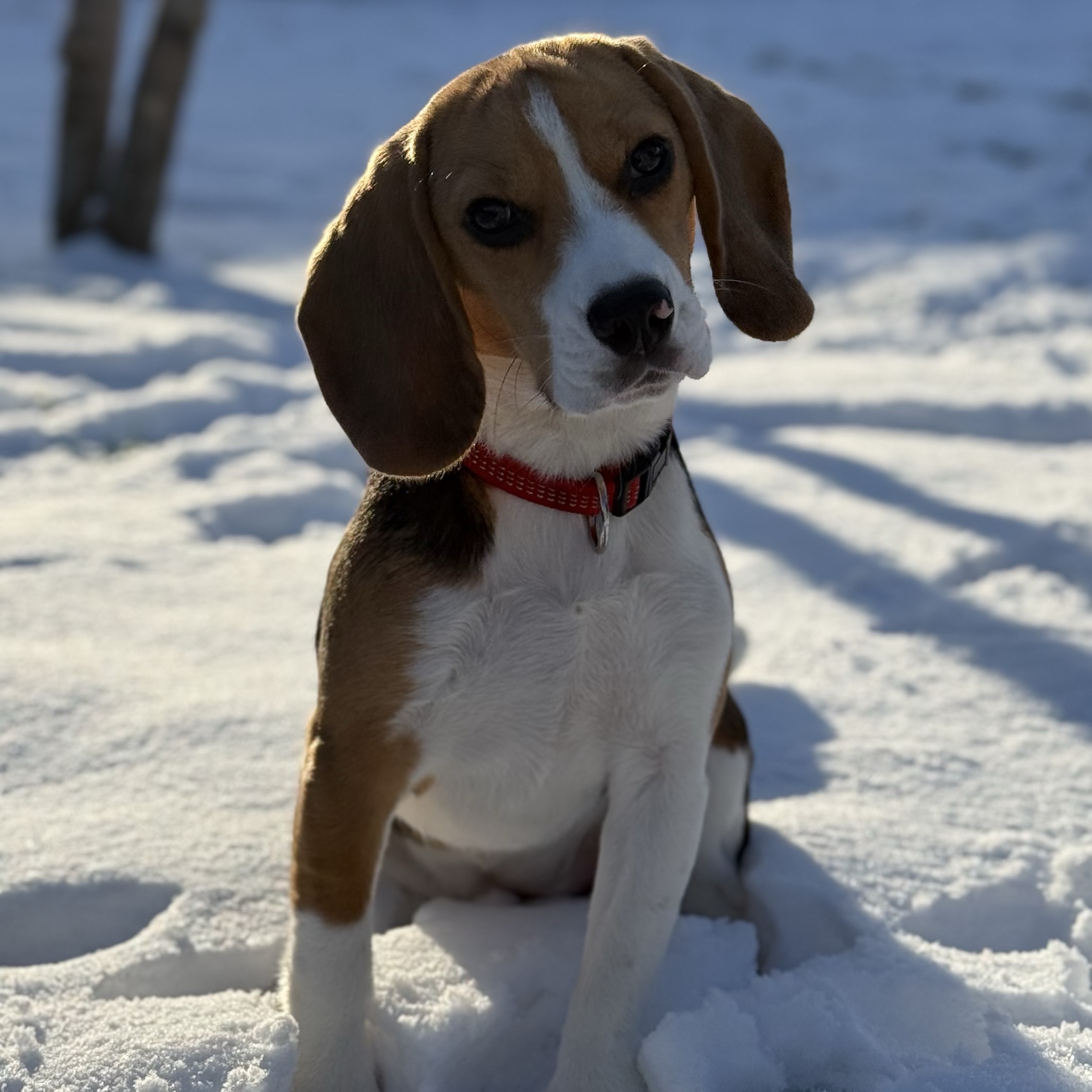 Charlie
