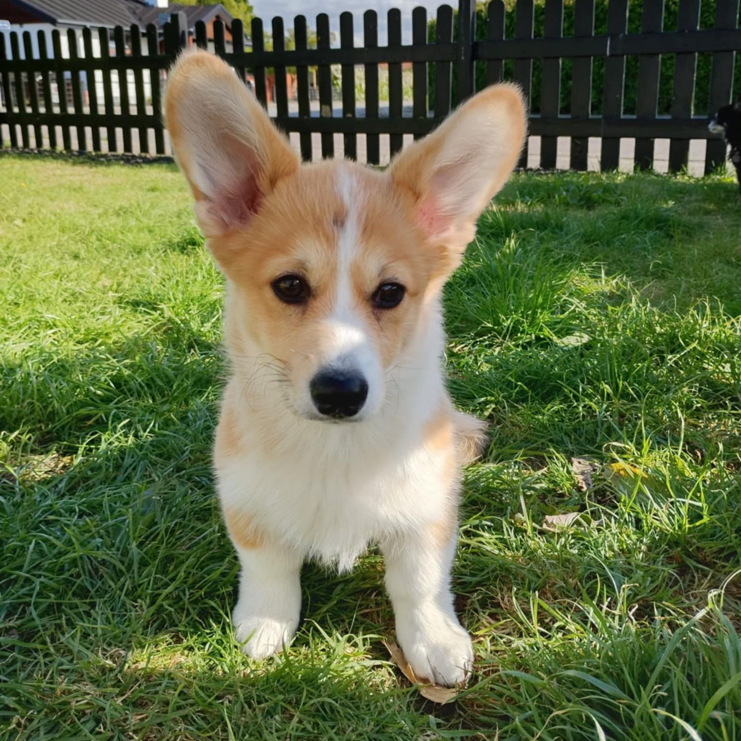 Ellie
