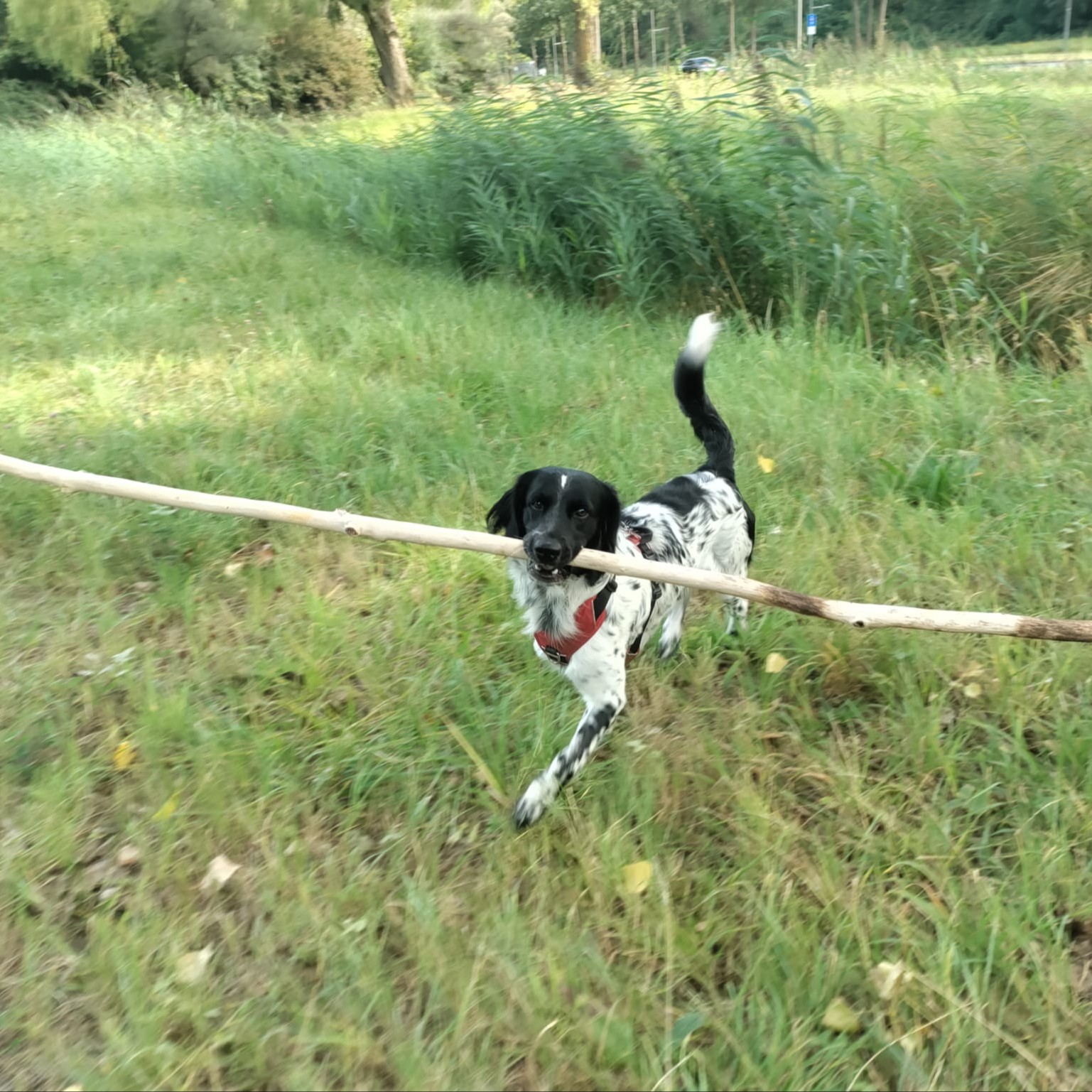 koos