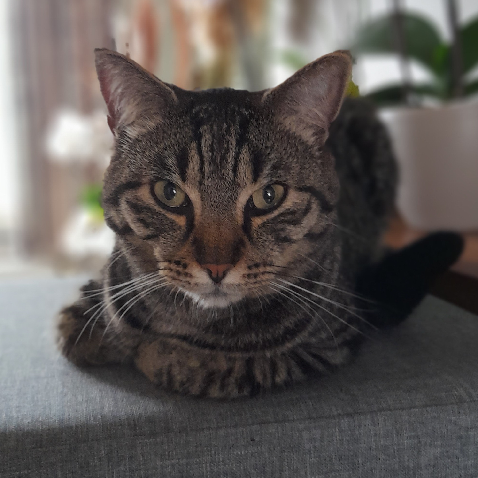 Malik
