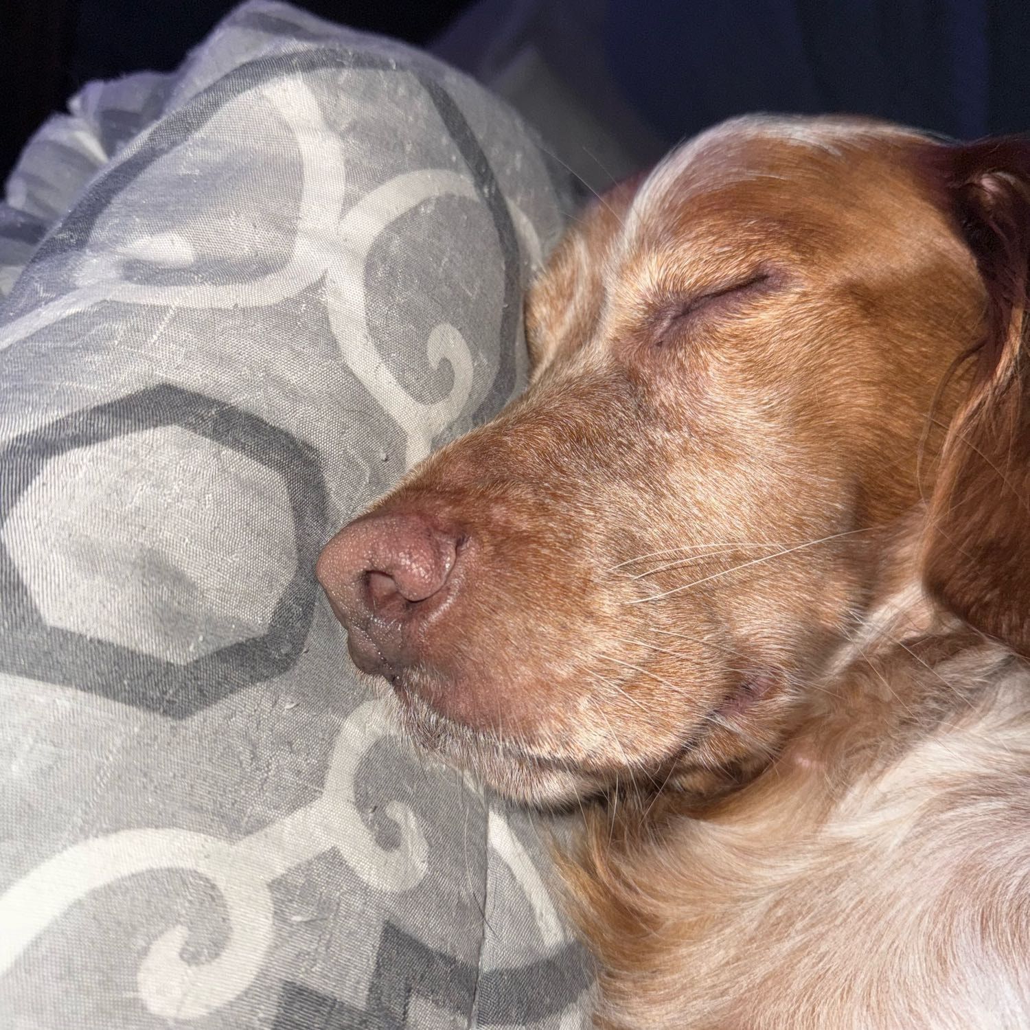 Roxy