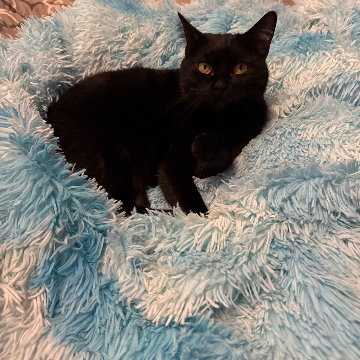 Minette
