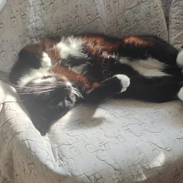 Gizmo