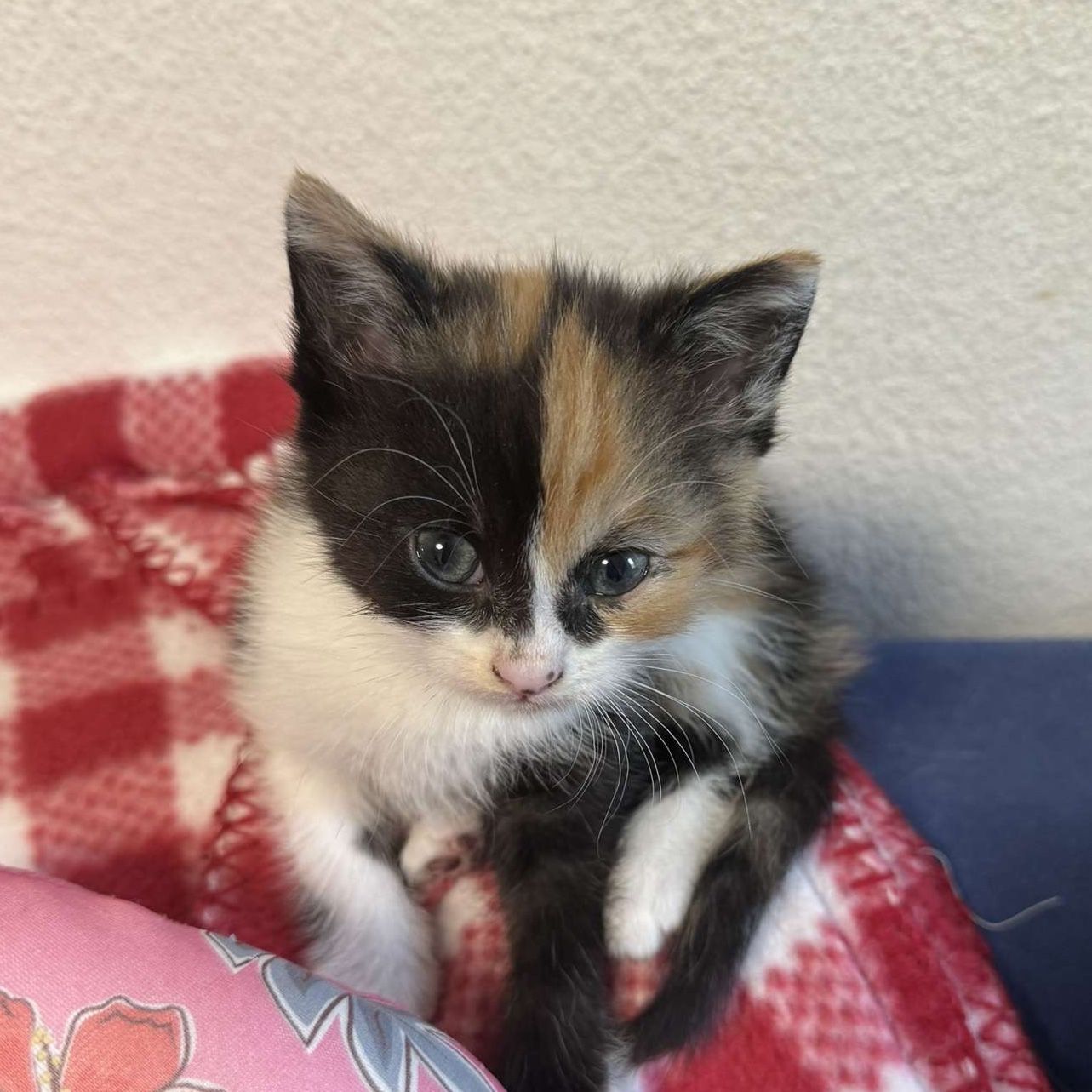 Rosie