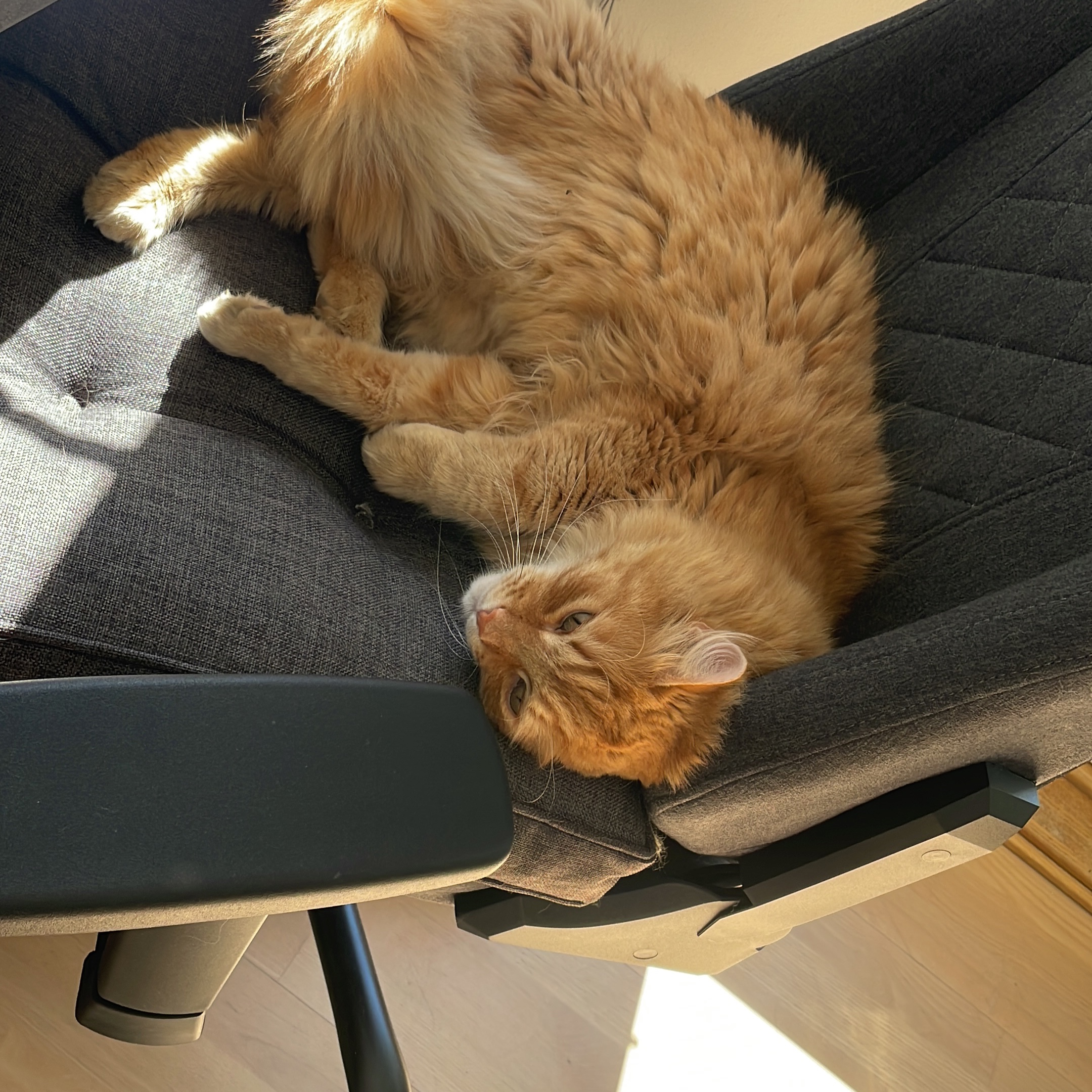 Simba