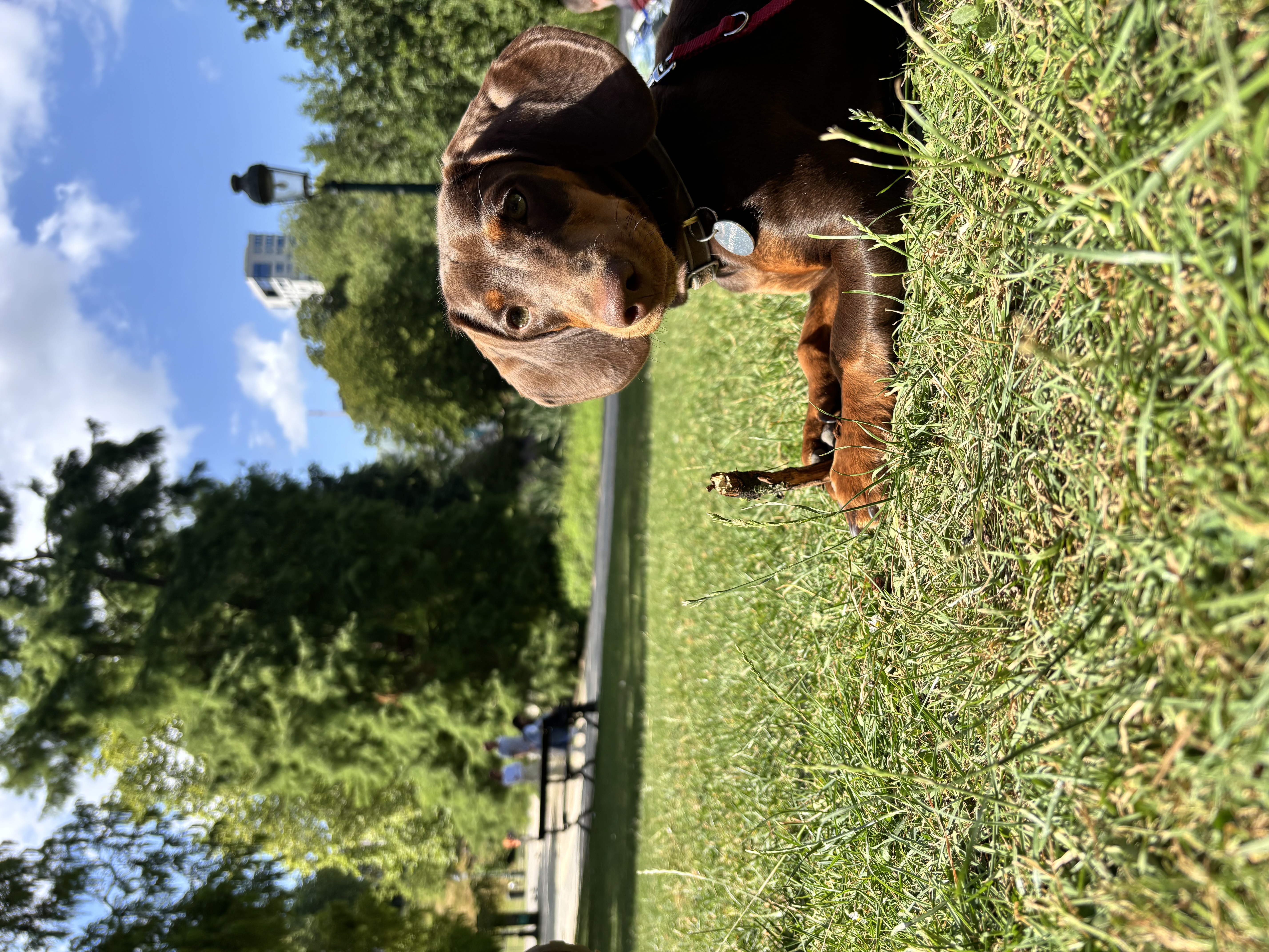 image-15