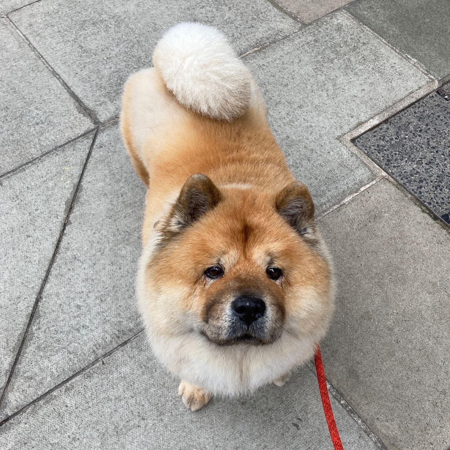 ted