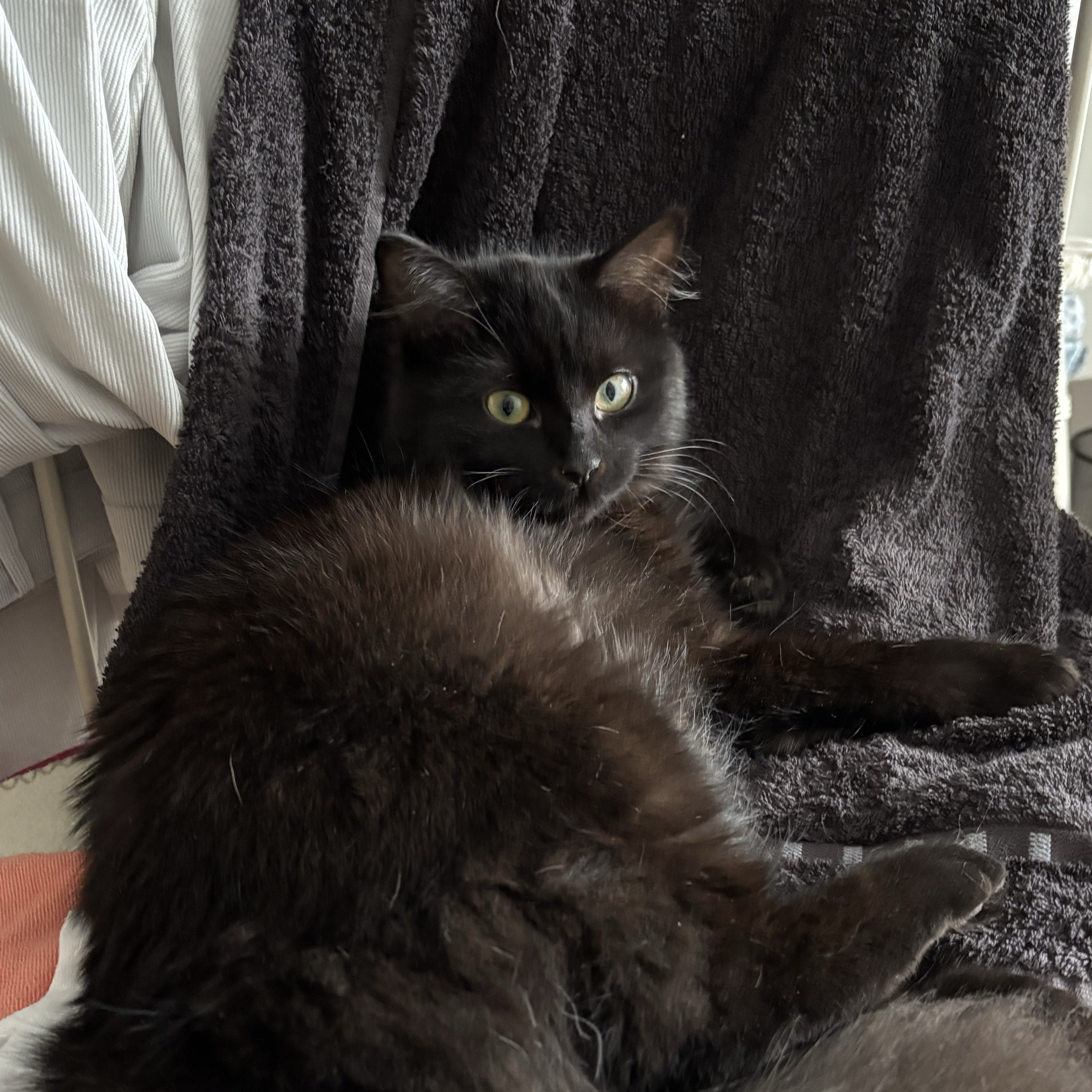 Stella