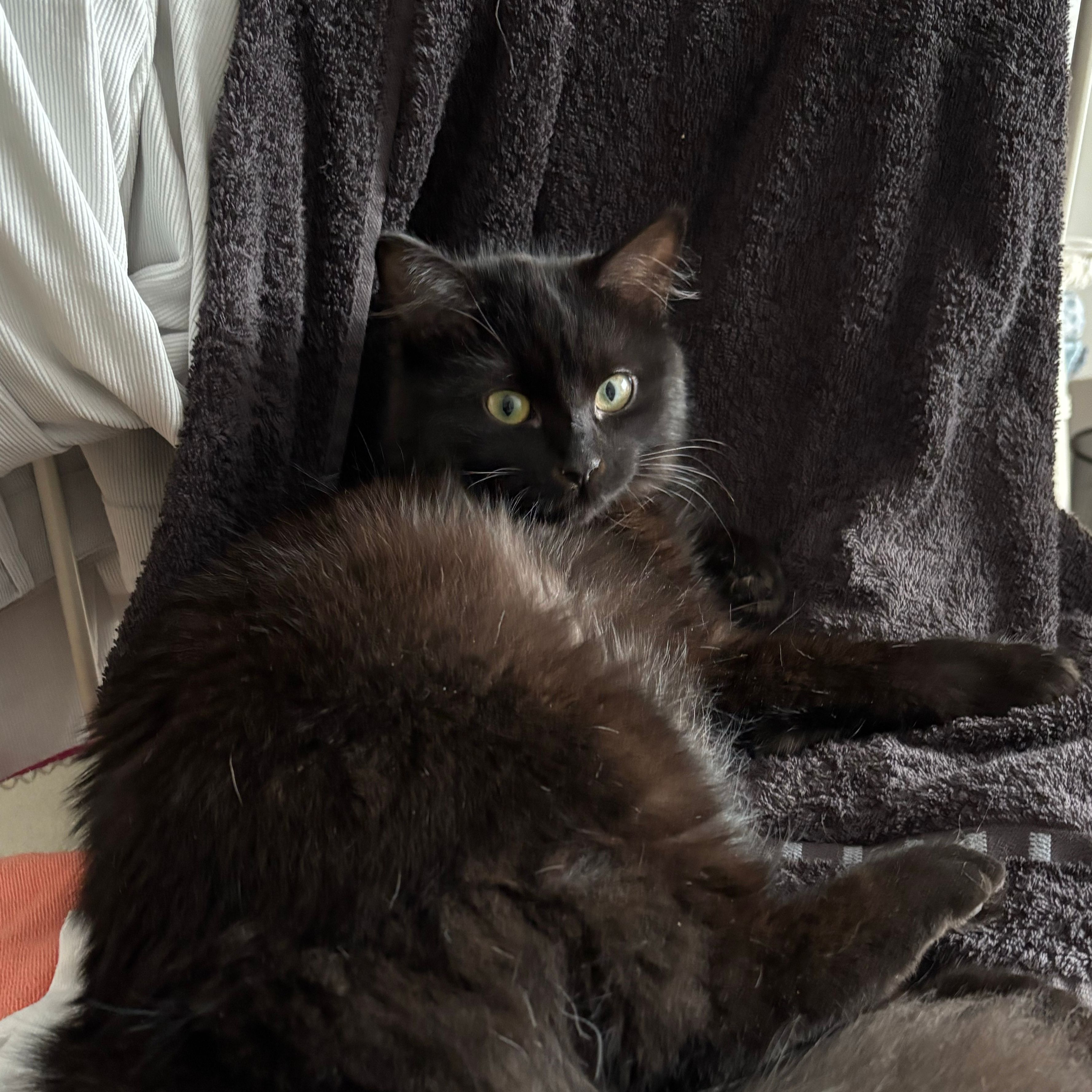 Stella