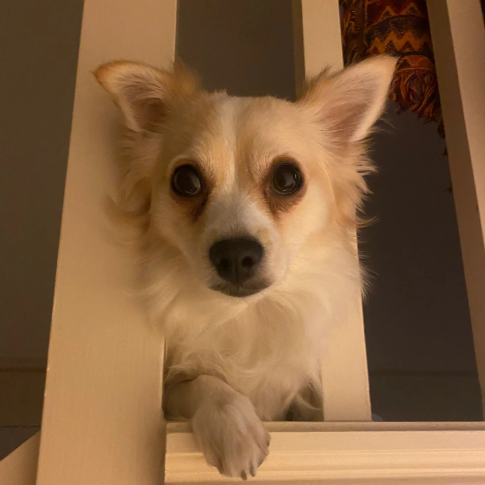 Púca