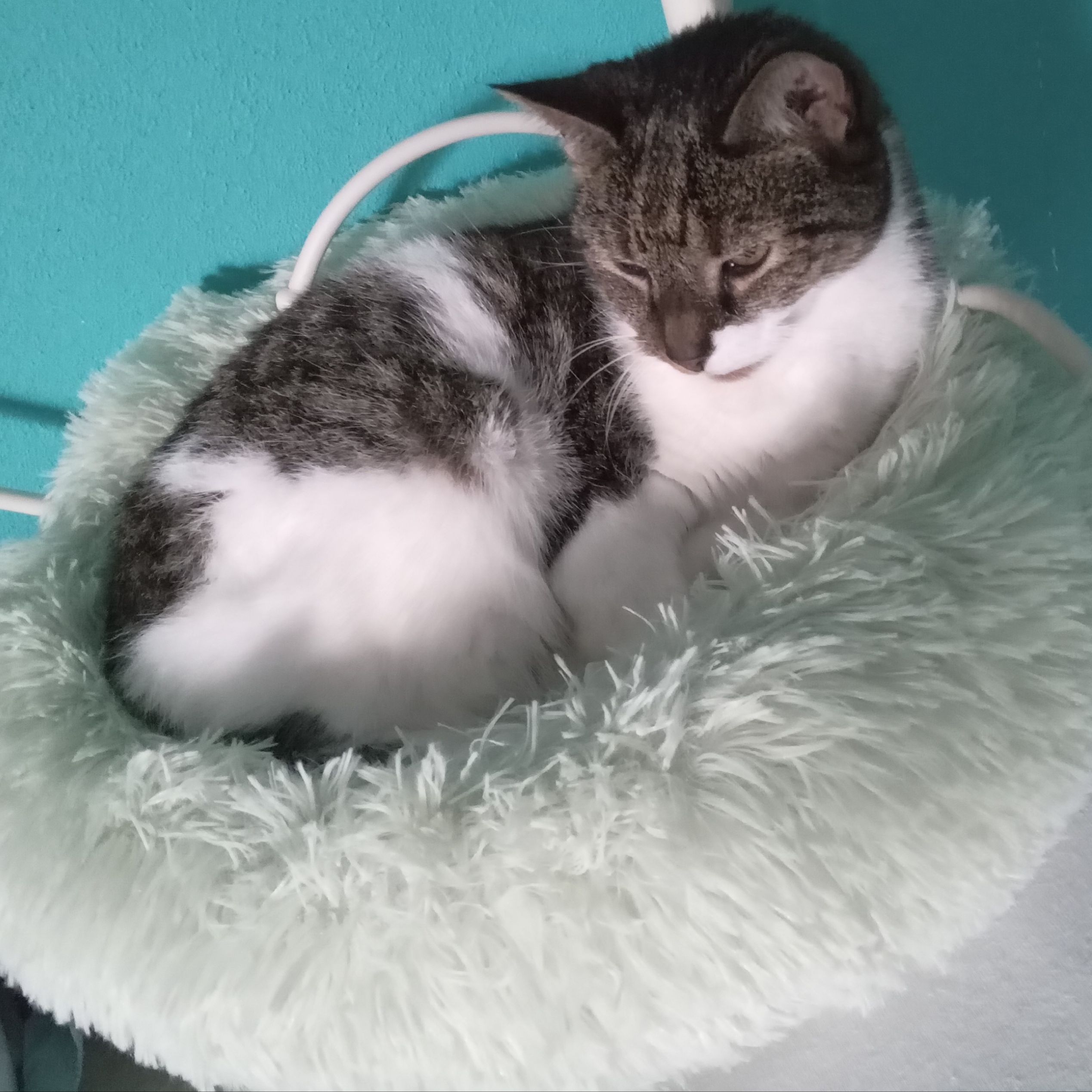 Lapje 20 jaar! gewend aan hondjes.