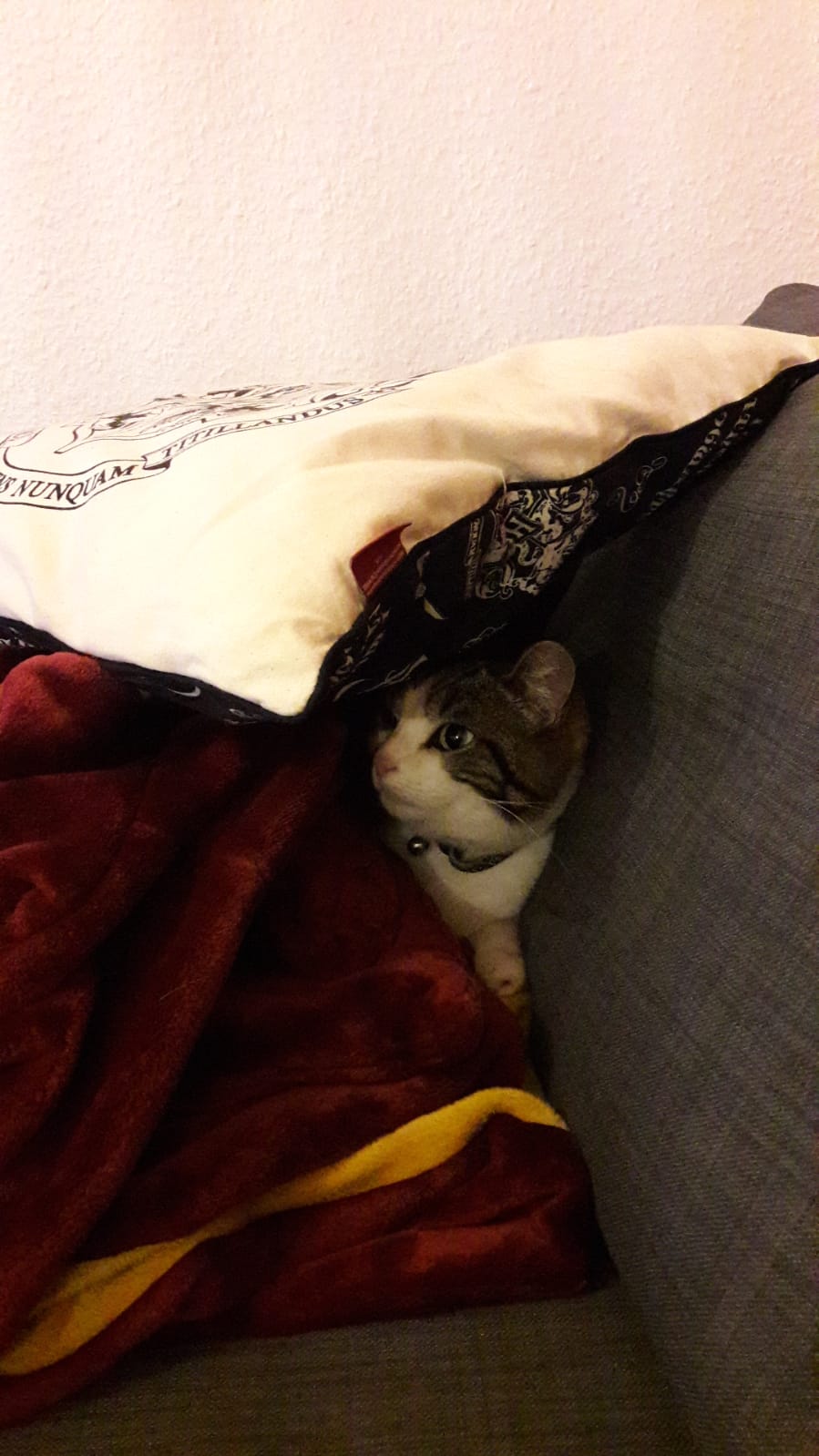 image-6