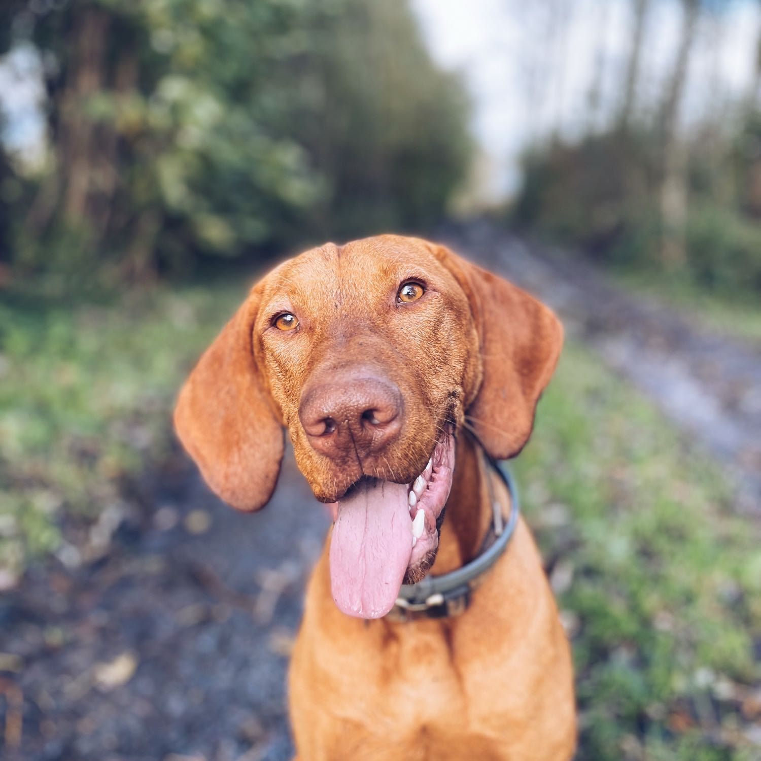 Remi