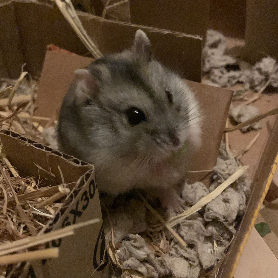 Hannah