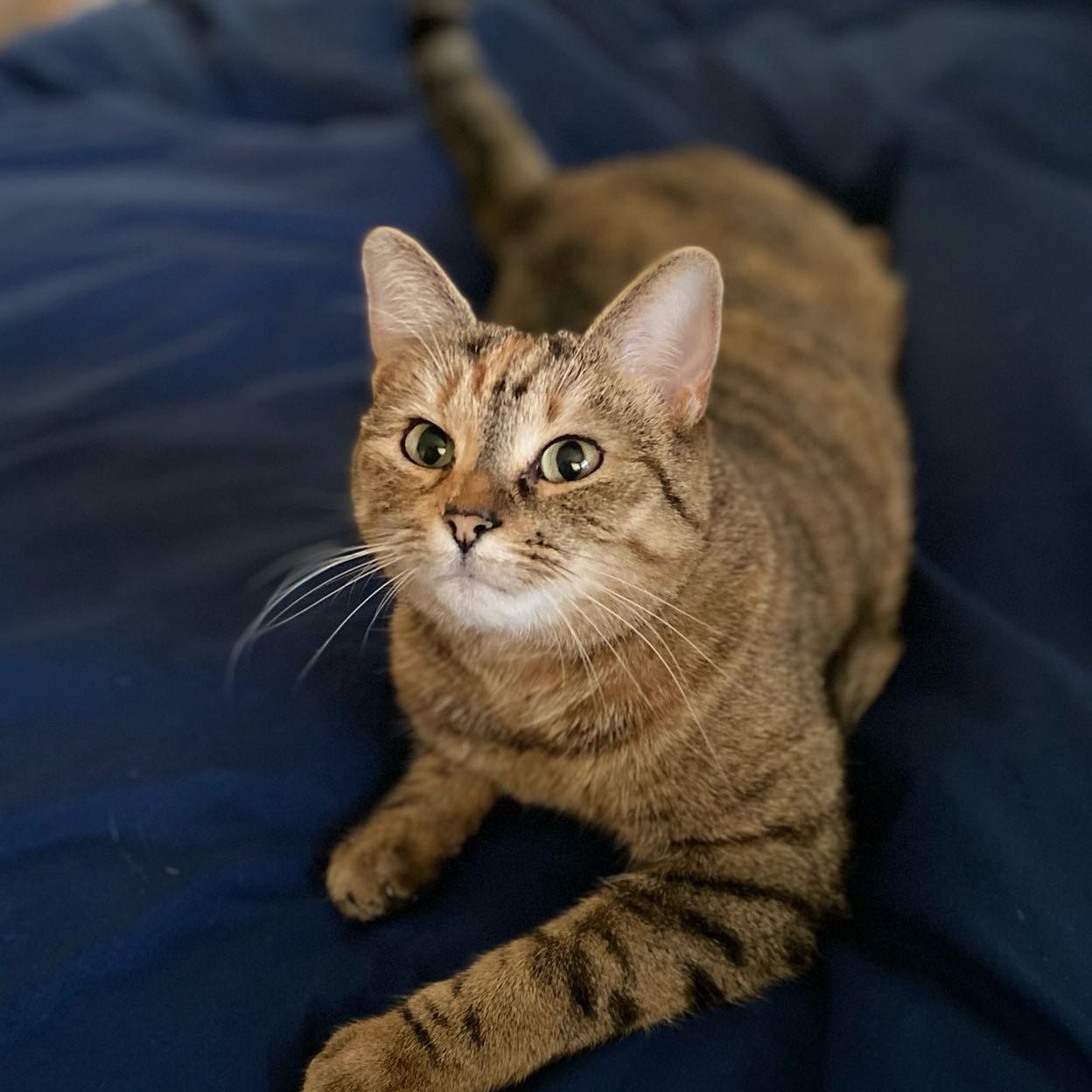 Nayla