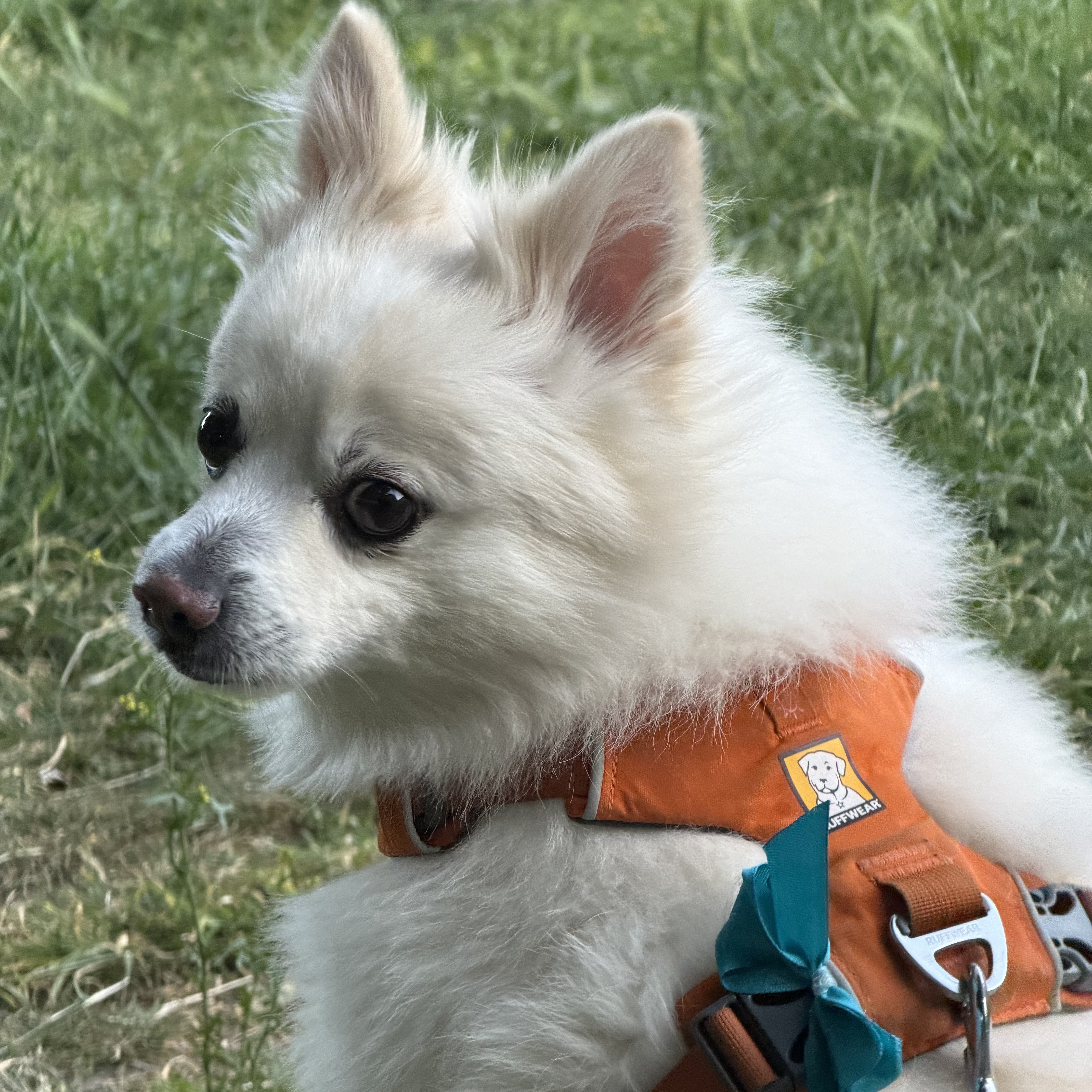 Teddy