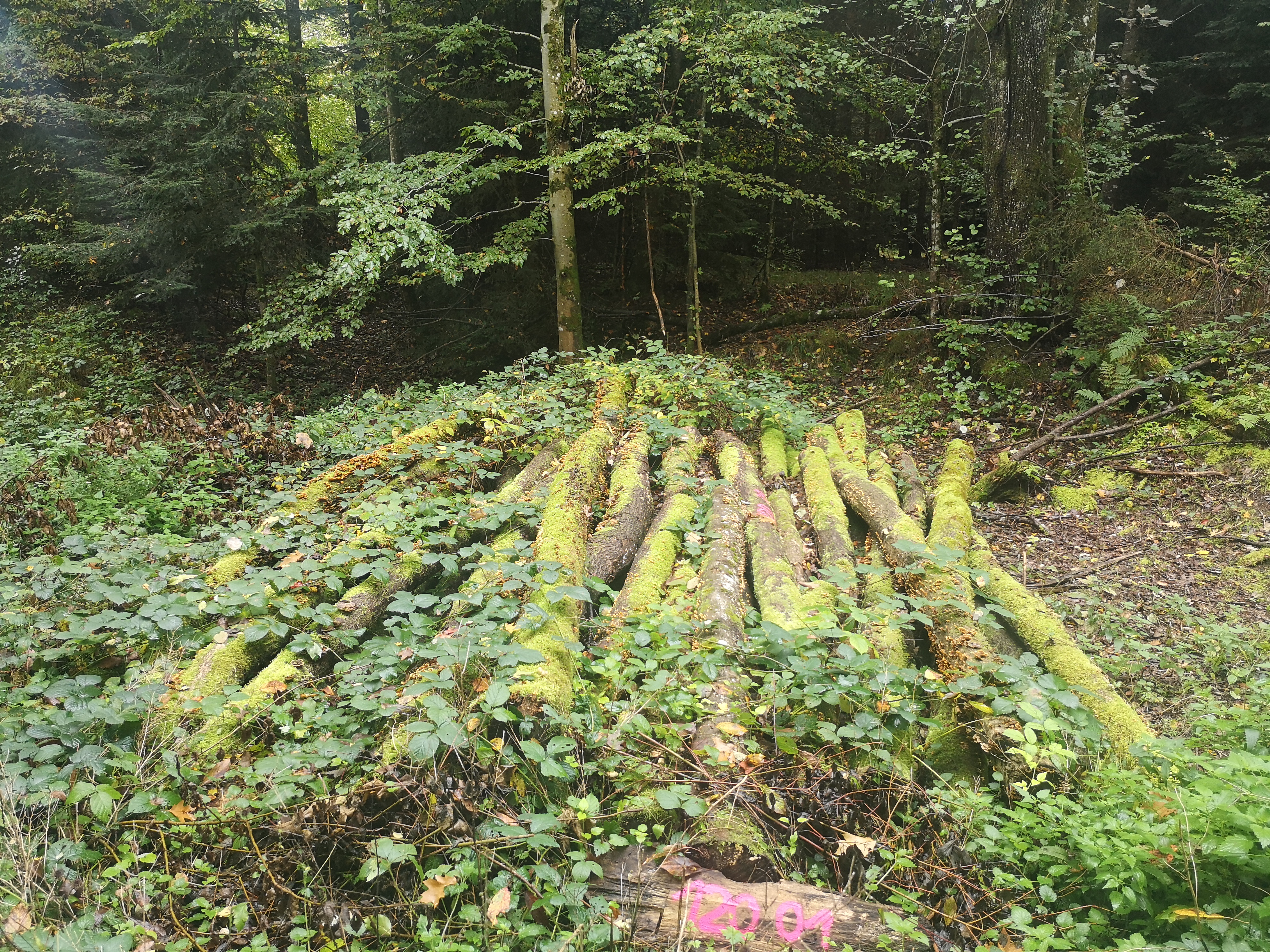 image-5