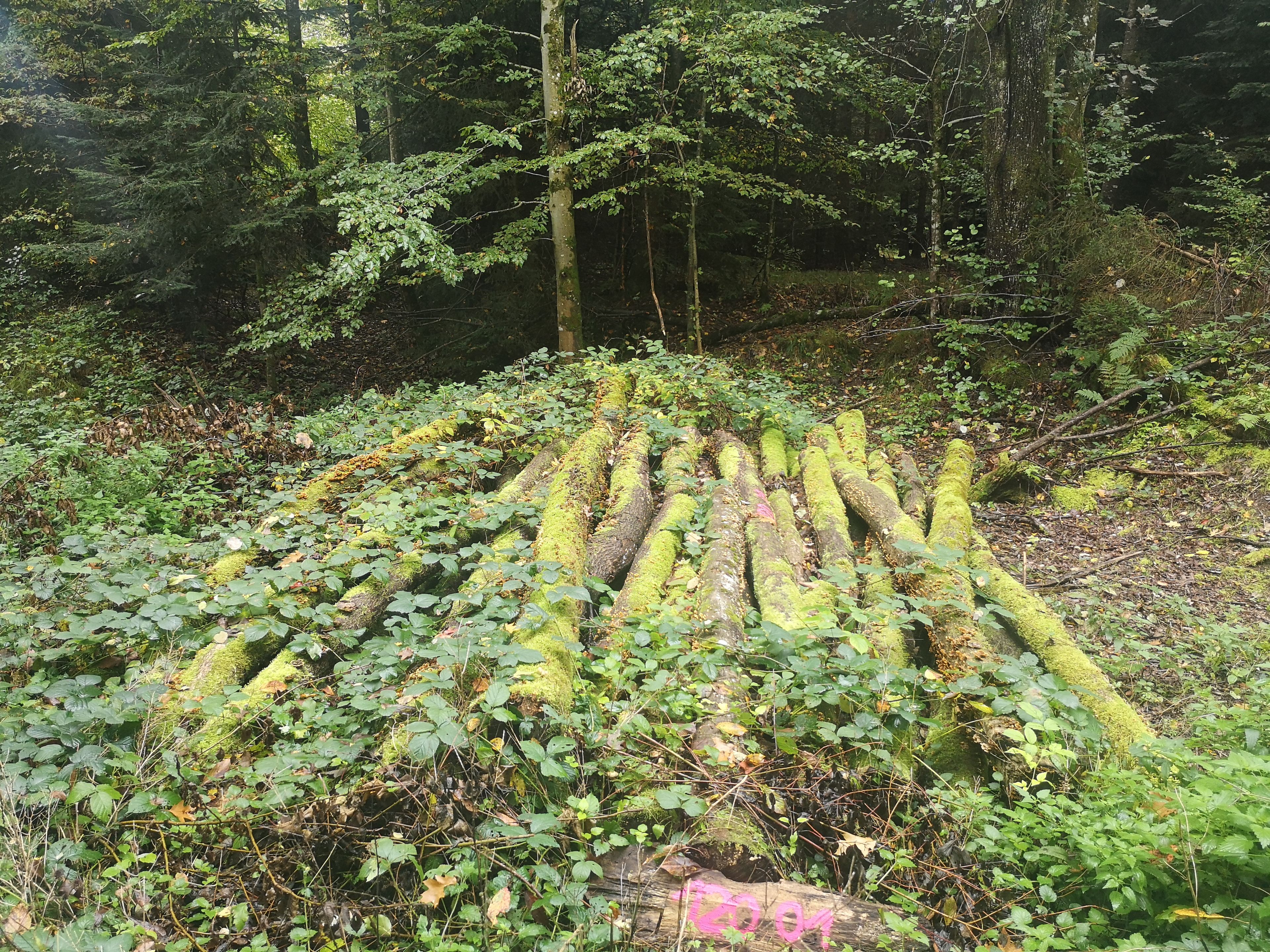 image-5