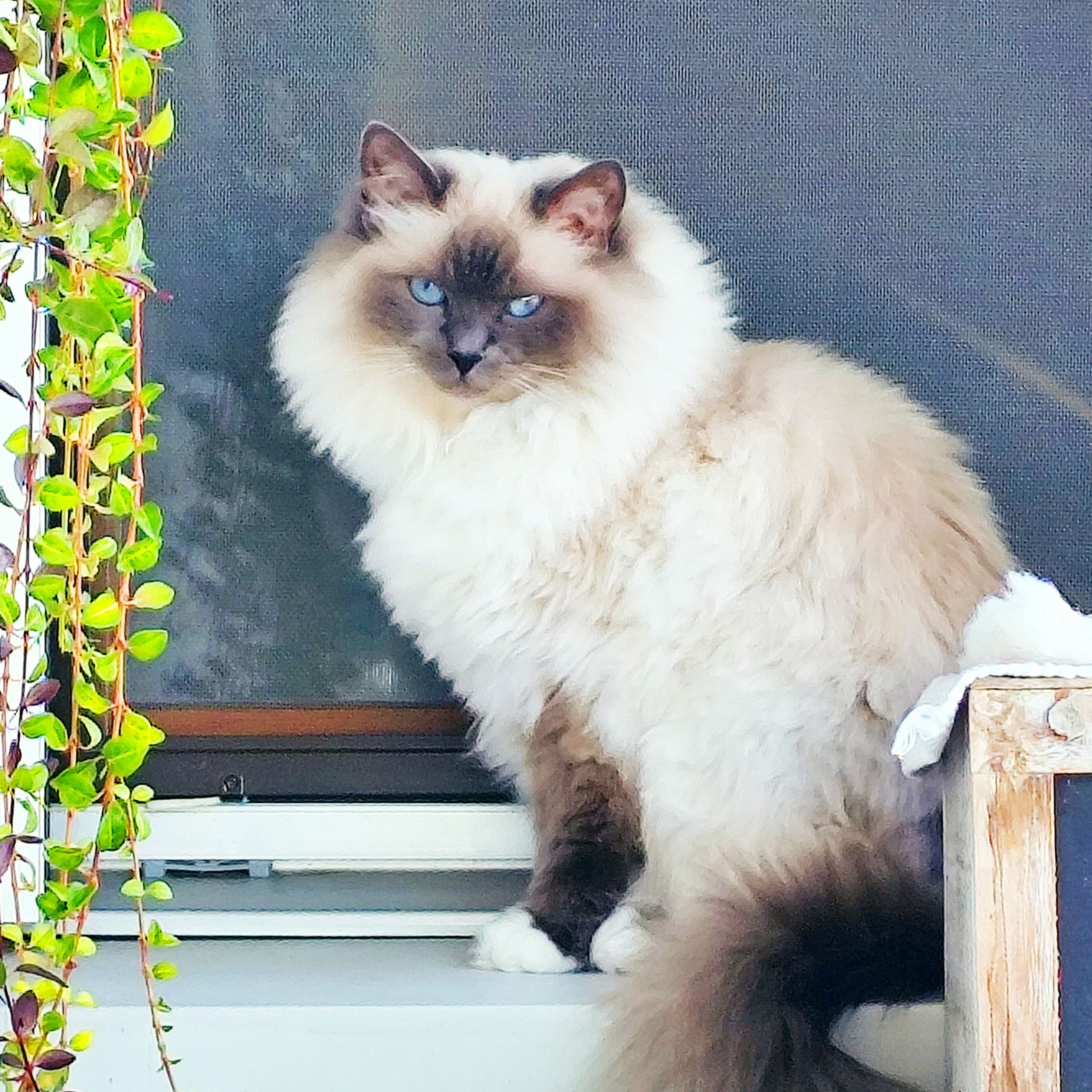 Melody