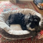 Ted