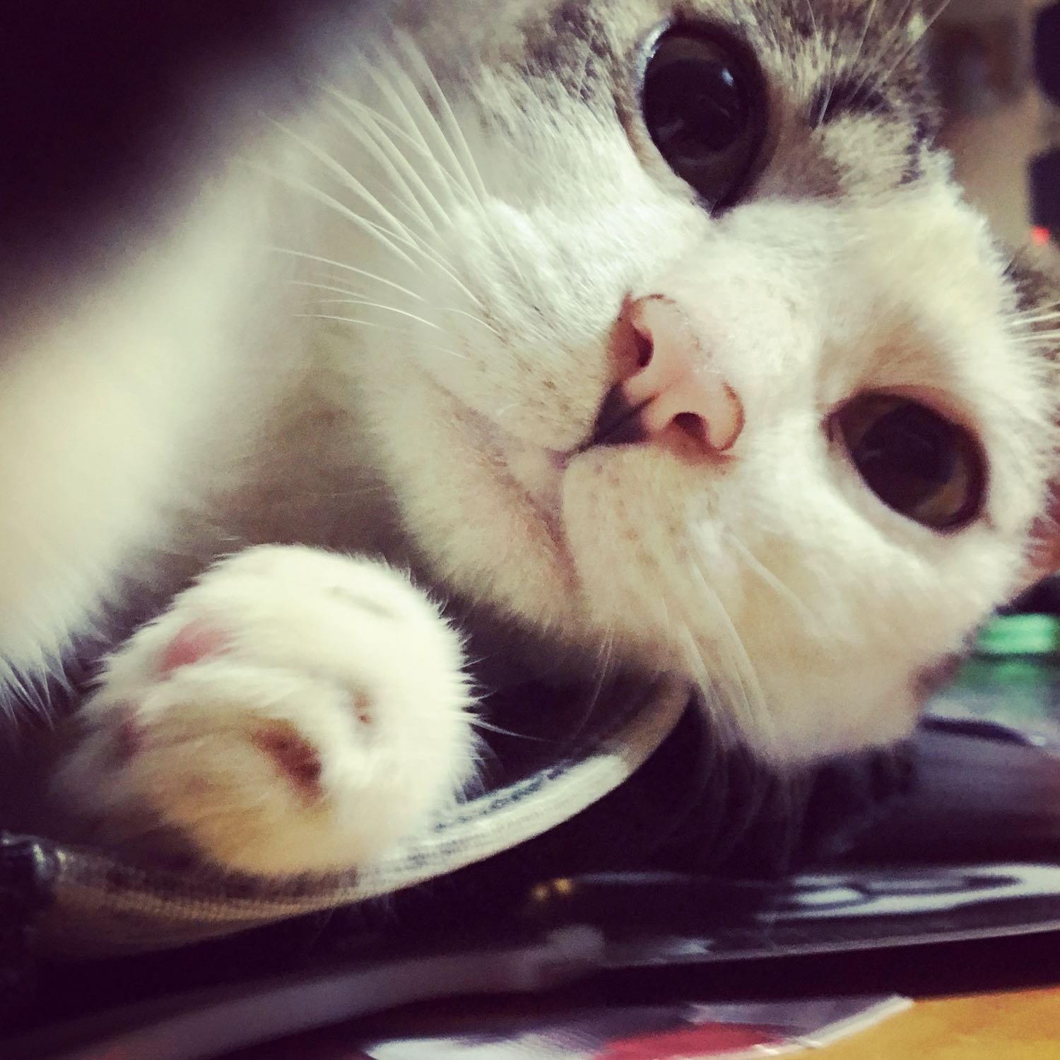 Siu Kiu
