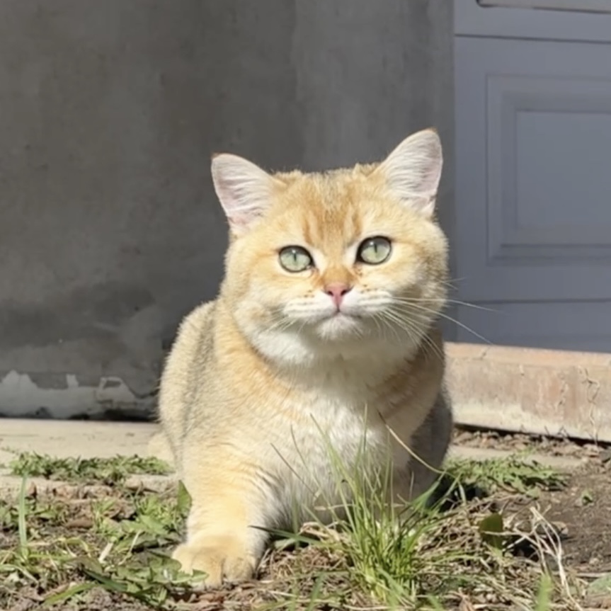Niko 