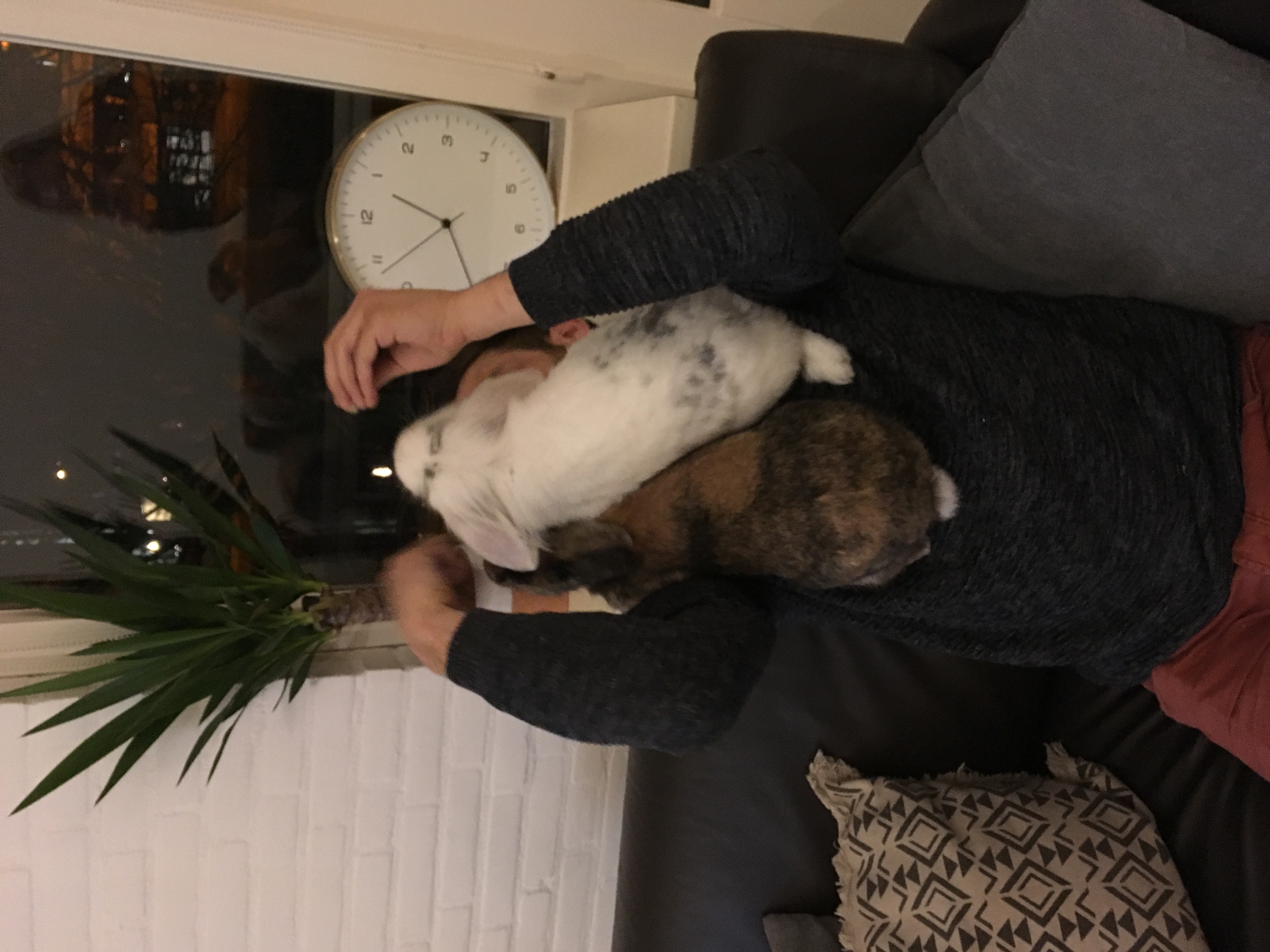 image-10